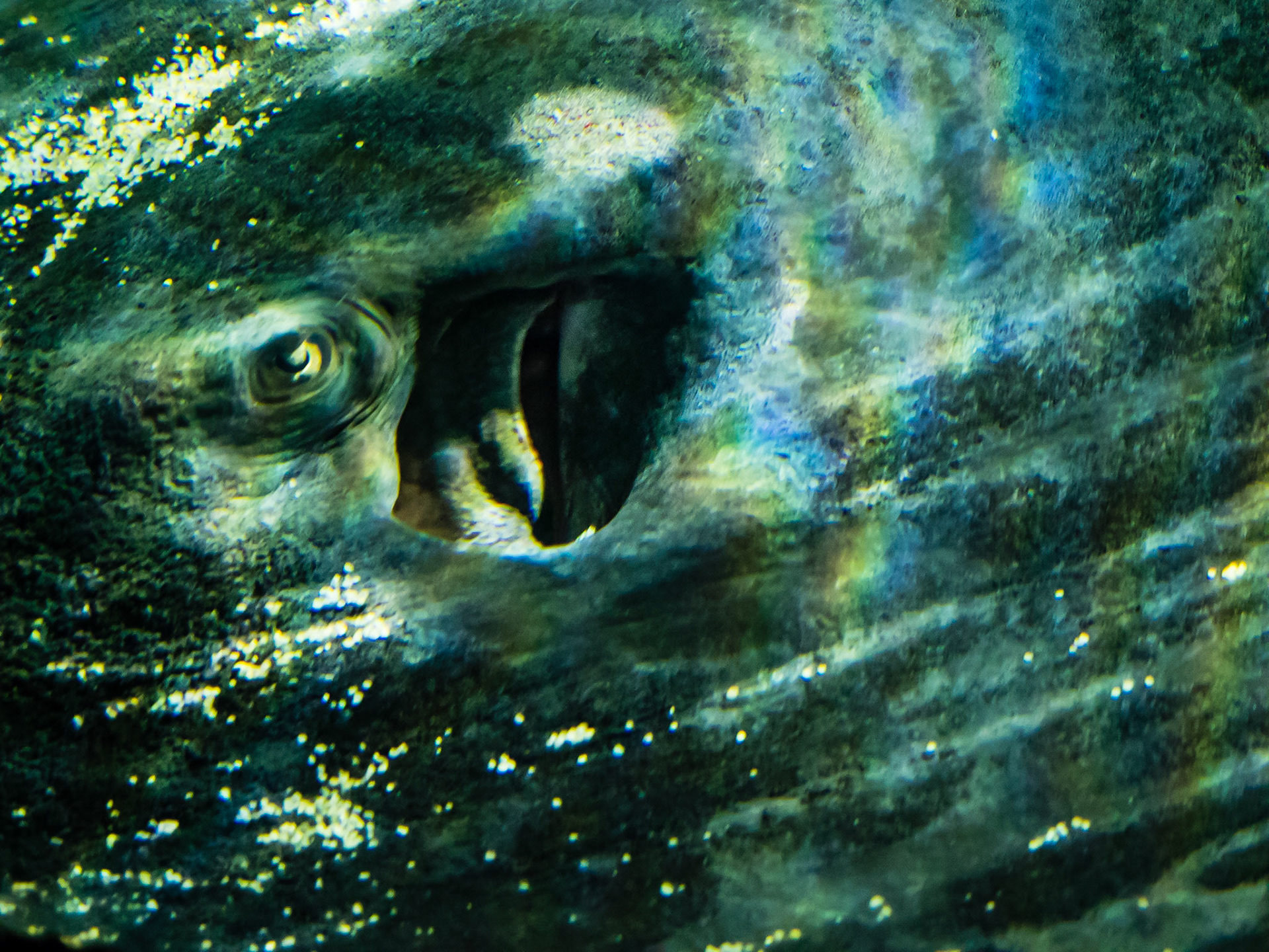 Eye of the Denizen: The foreboding eye of this short-tailed ray peers ominously upward.  The curious structure behind the eye is the spiracle, which is used to take in water as it sits partially buried in the sand at Kelly Tarlton's Sea Life Aquarium in Auckland NZ.