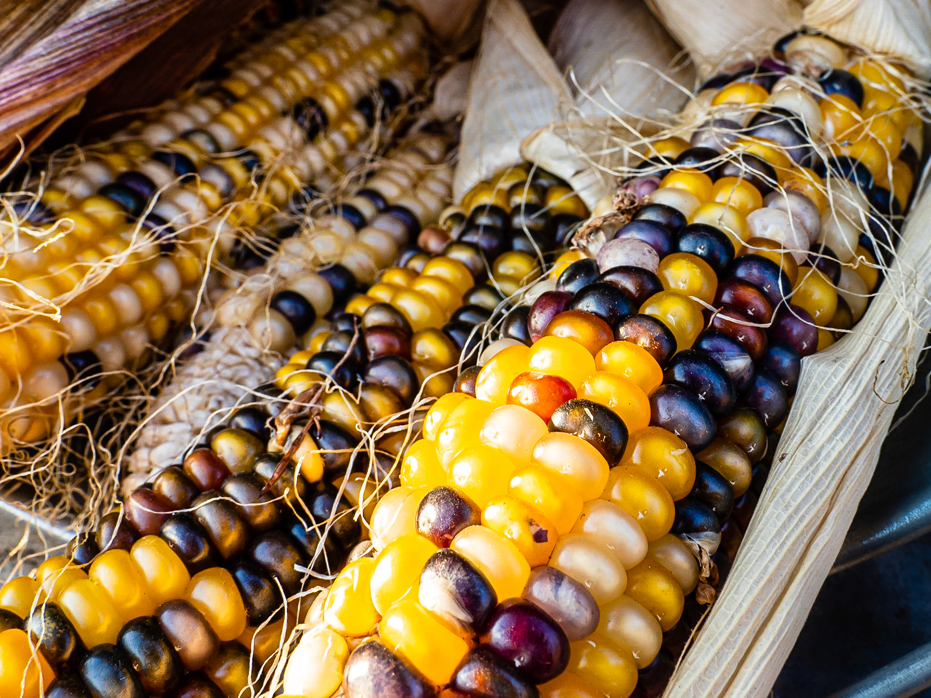 Flint Corn: At the Muddy Boots Pumpkin Patch in Duvall Washington.  A member of the grass family, this corn was originally cultivated by native peoples of Mexico over 9,000 years ago.