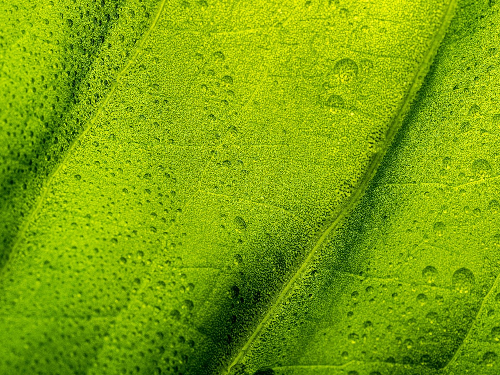 Skunk Cabbage Leaf After the Rain: Redmond Watershed Washington