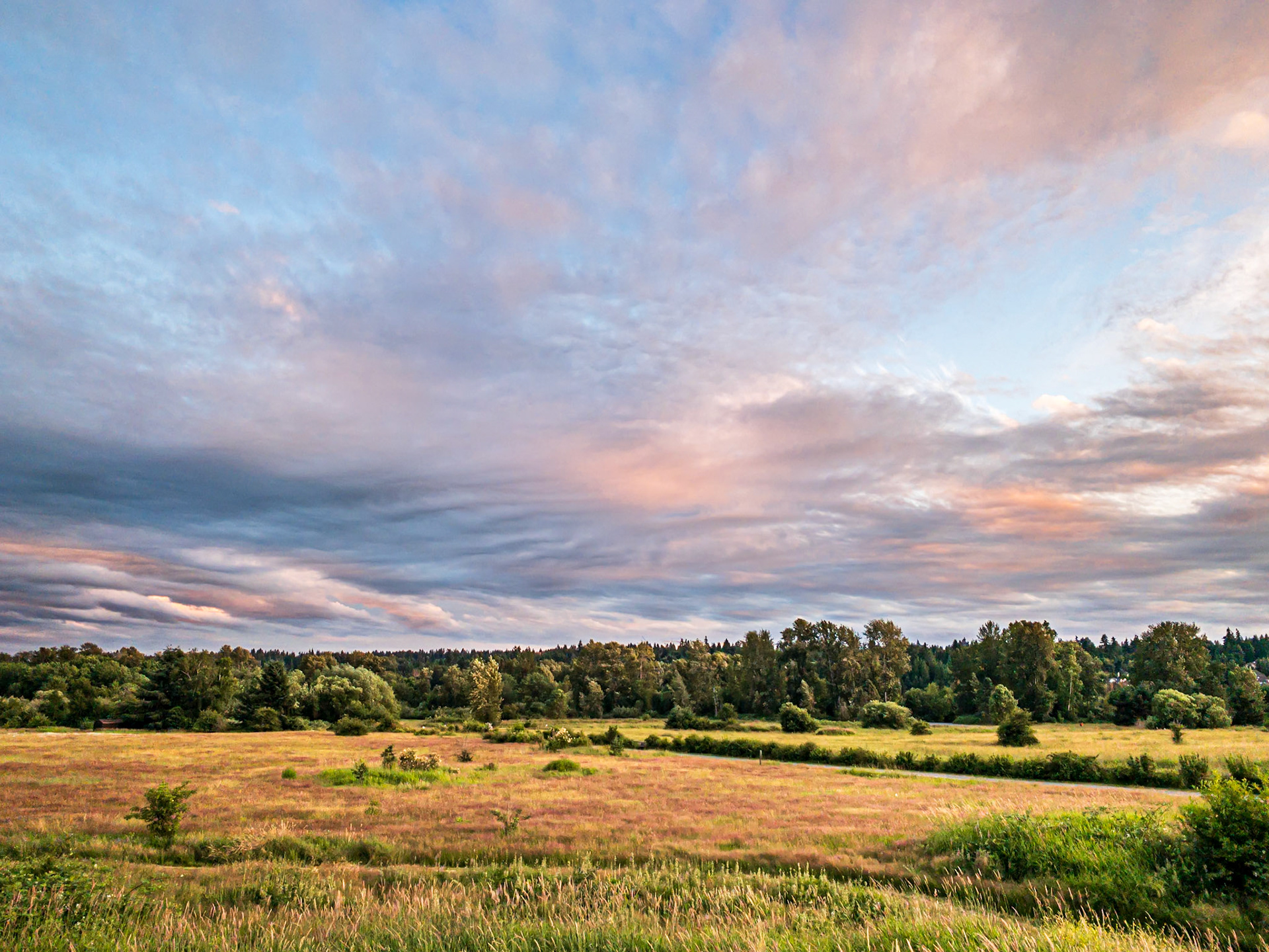 Birding Meadows: The upland meadows at Redmond Washington's Marymoor Park provide great habitat for viewing many bird species year round.