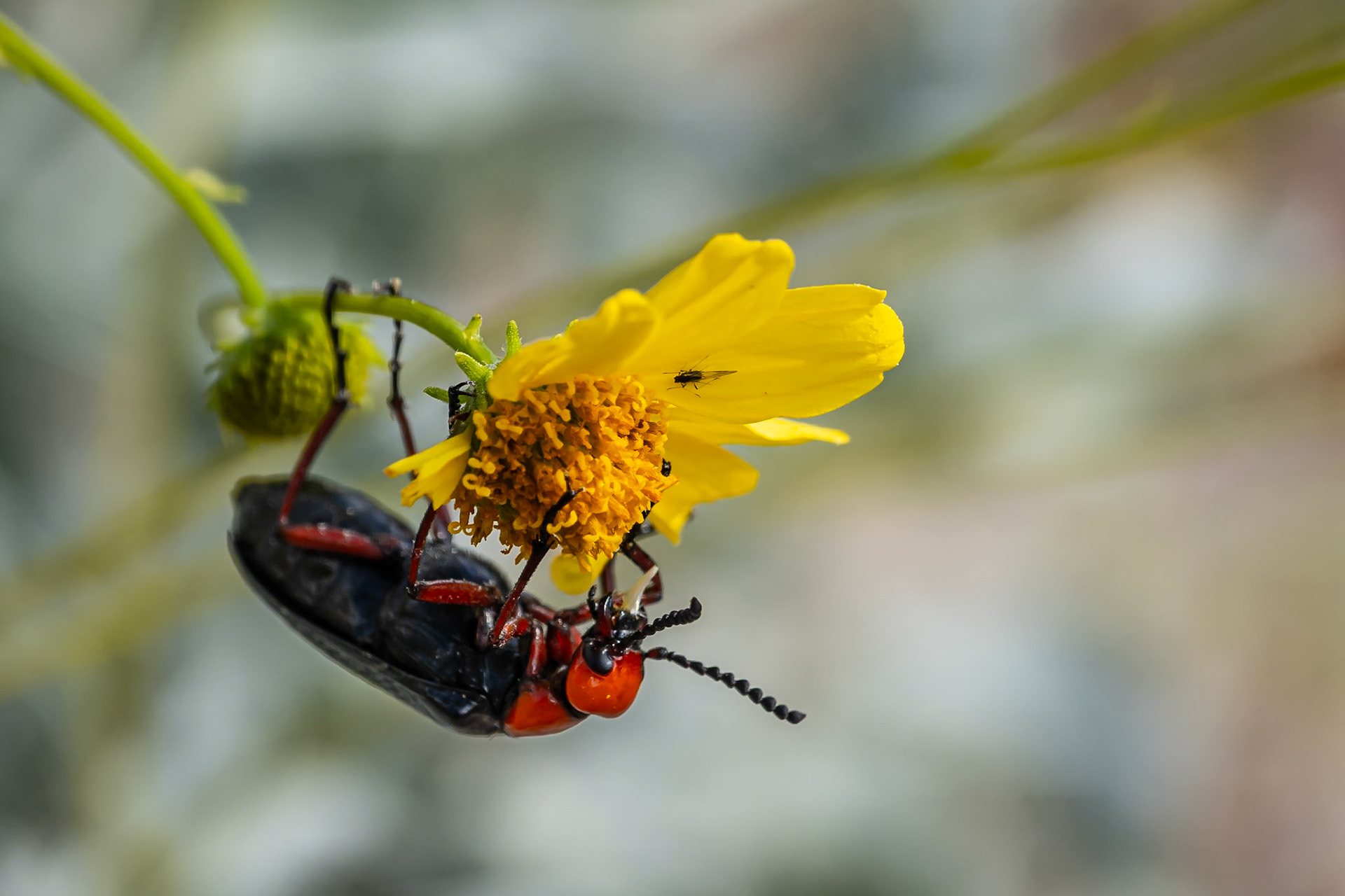 Desert Blister Beetle: Foraging on a brittlebush flower in the Anza-Borrego Desert State Park