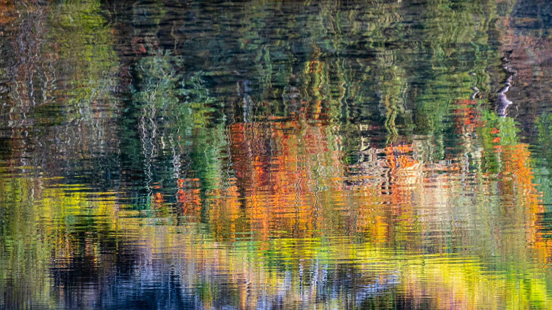 Fall Colors: Reflection on the Middle Fork of the Snoqualmie River.
