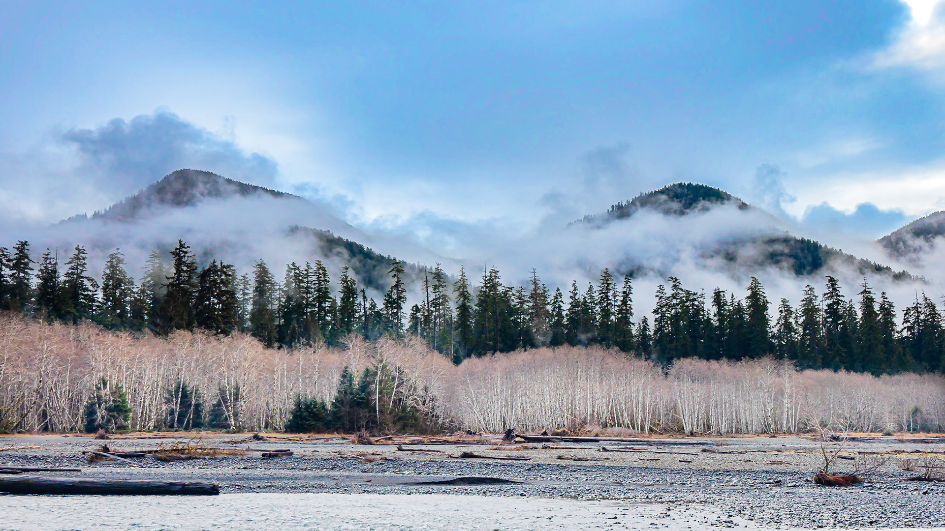 Hoh River Mist: The Hoh River flows past red alder and Sitka spruce forest in the  Hoh River Rainforest.