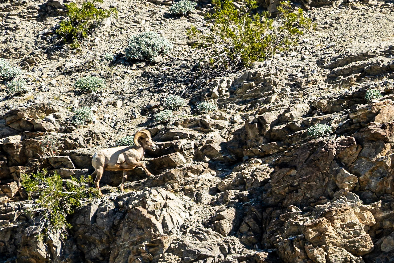 Bighorn Moving Uphill: A bighorn sheep ascending a rocky slope above Quartz Vein Wash in the Anza-Borrego Desert.