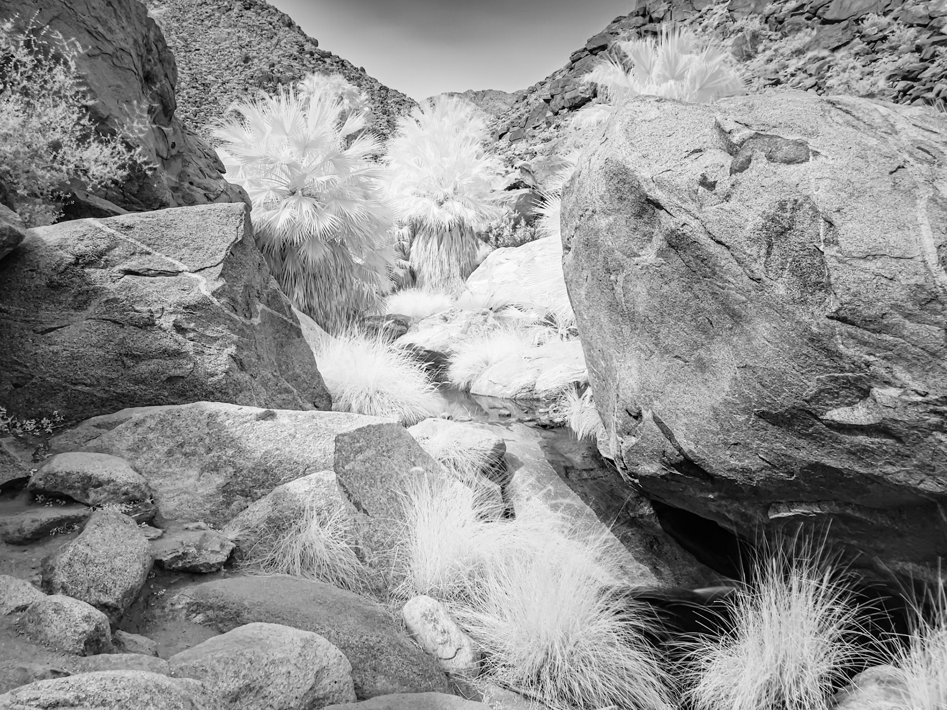 Palm Grove and Springs - IR Black-and-White: At the head of the Palm Canyon in Anza-Borrefgo State Park CA.  Infrared (720 nm) image converted to black and white.