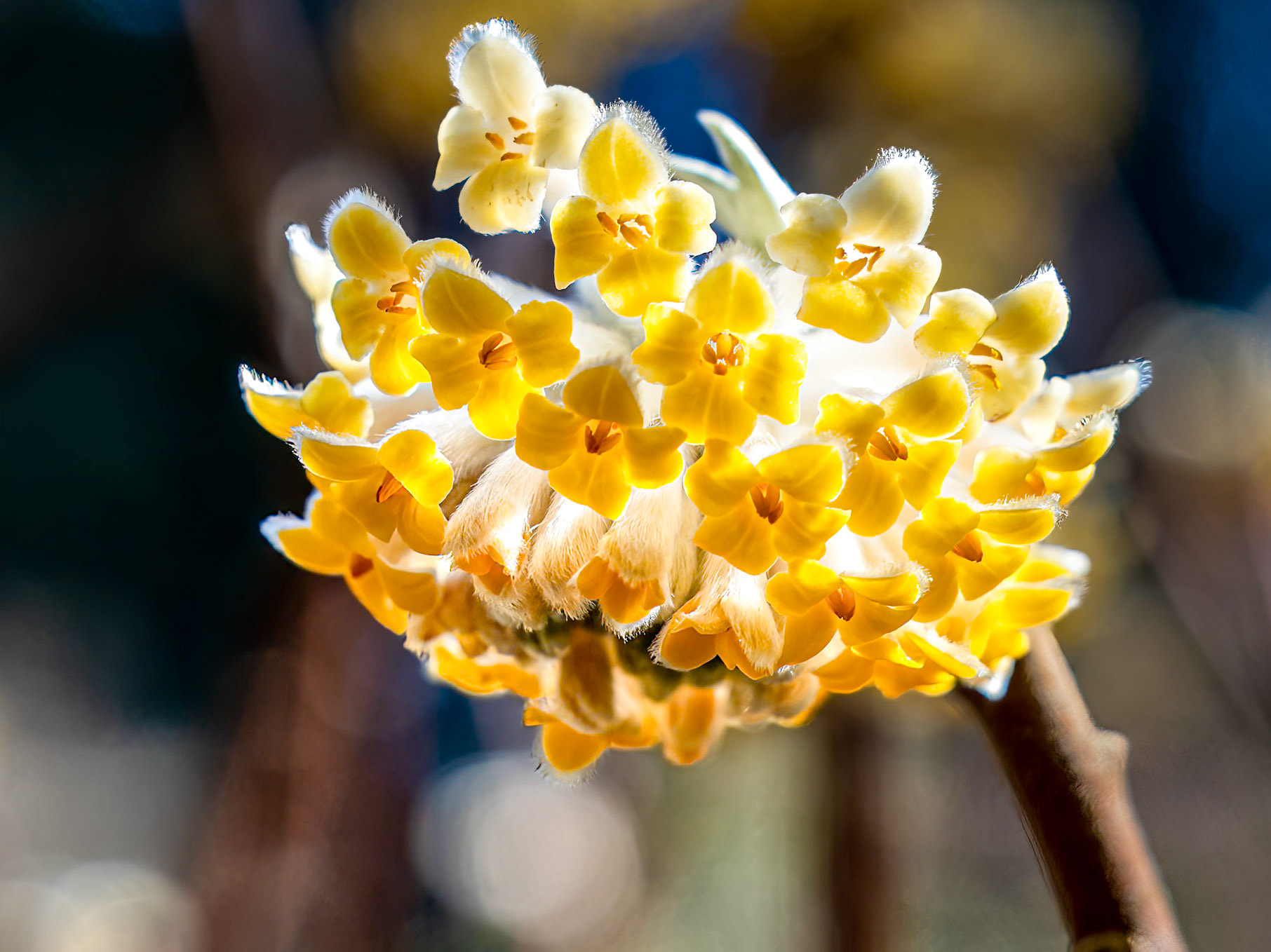 Paperbrush - Early Spring Flower: At the Washington Park Arboretum in Seattle WA.
