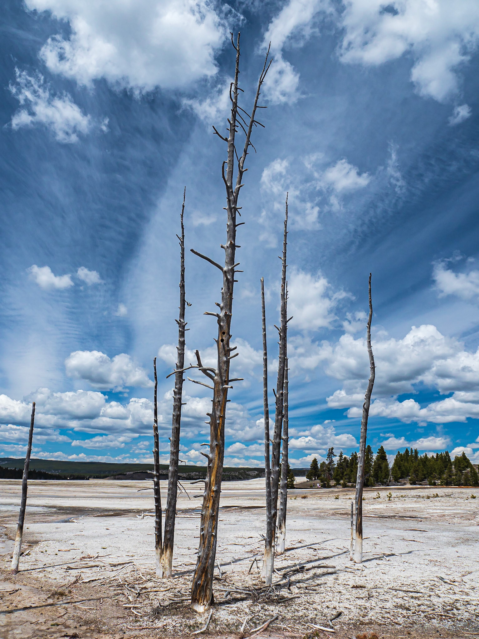Snags: Once proud conifers succumb to heated groundwater, hot springs and the forces of mother nature in the Lower Geyser Basin in Yellowstone Natinal Park.