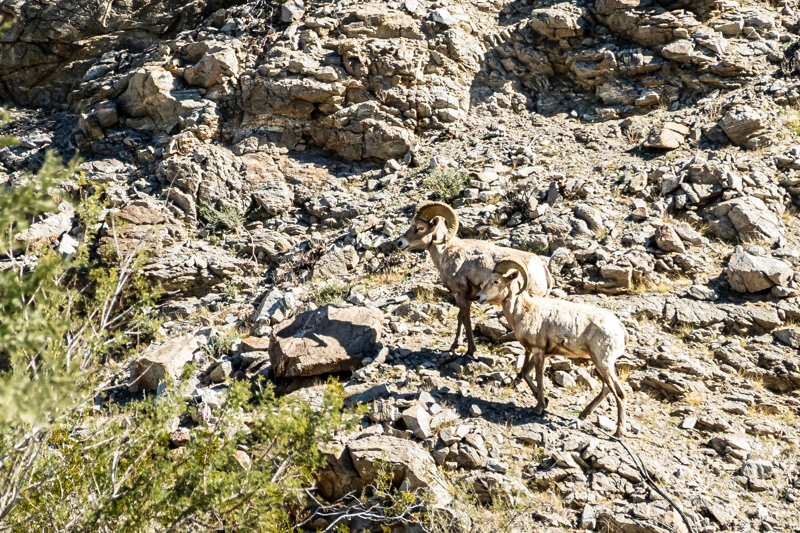 Bighorn  Moving to Safety: Two bighorn sheep moving uphill after foraging briefly on the desert floor at Quartz Vein Wash in the Anza-Borrego Desert.