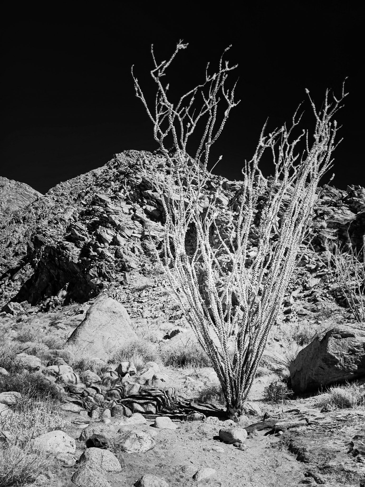Ocotillo Blooming IR Black-and-White: An Ocotillo in so-called stress bloom caused by an extremely long period of dry weather.  Infrared (720 nm) image converted Black-and-White.