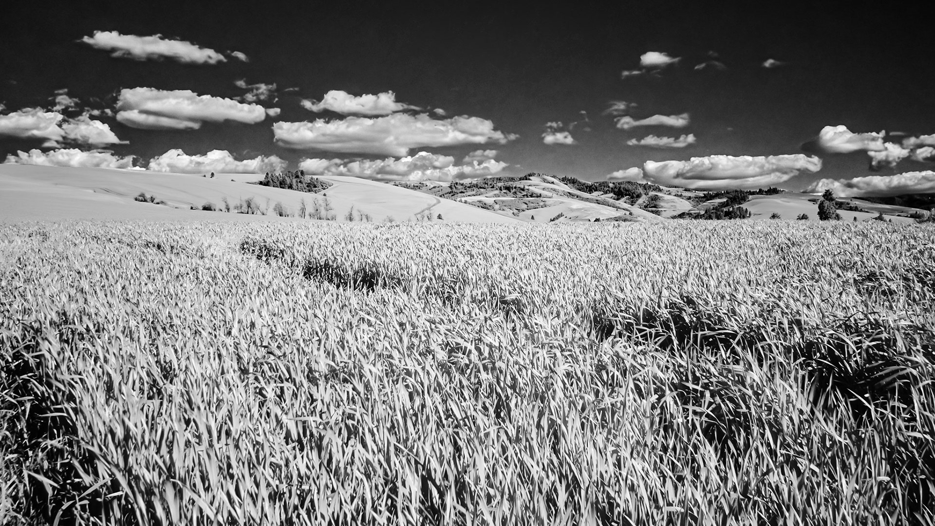 Wheat Fields - IRFC: Rolling hills of wheat blend into the Blue Mountains in southeast Washington near Walla Walla.  IRFC (720 nm infrared B&amp;W image).