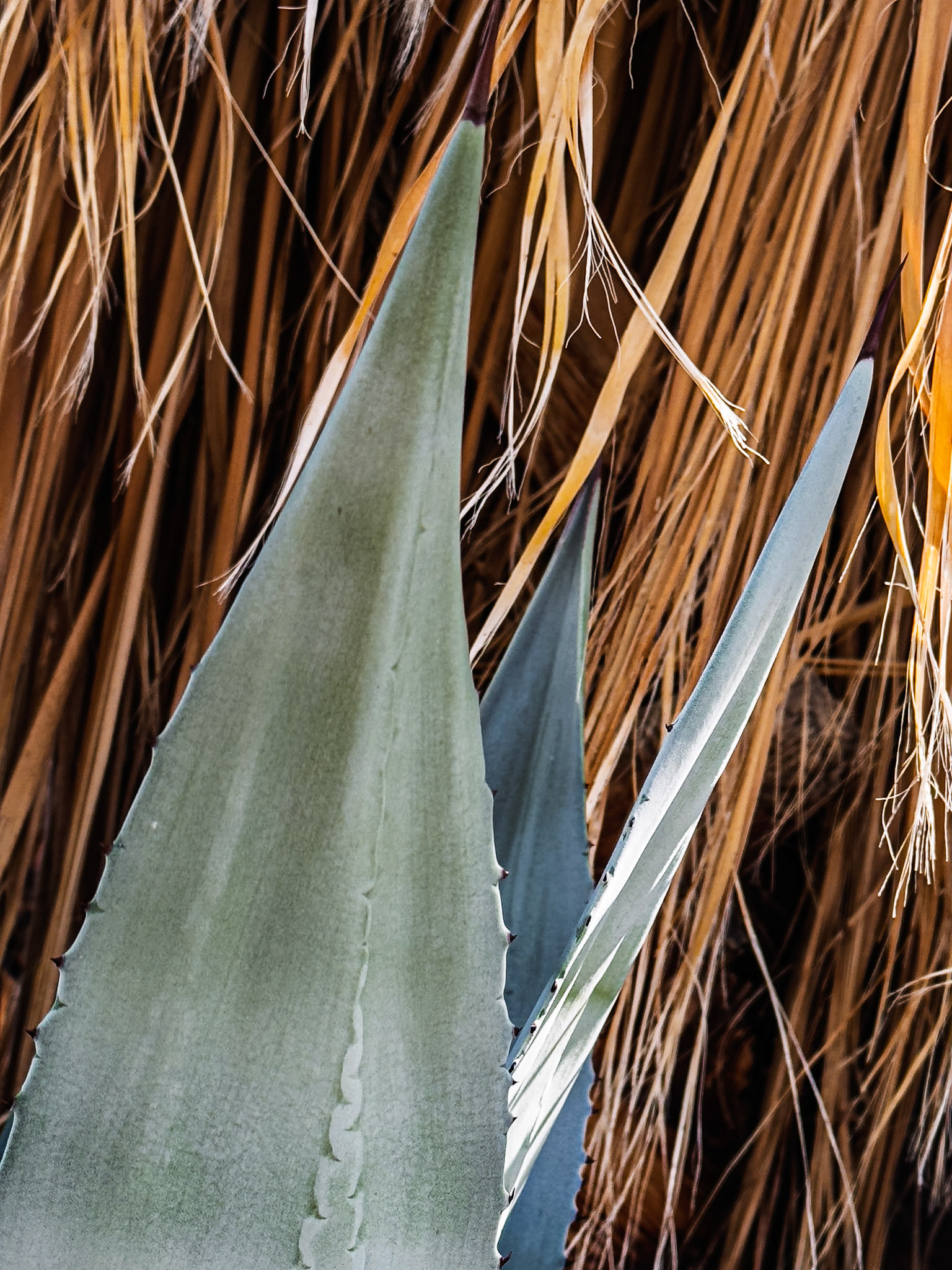 Agave Leaves: Agave leaves growing at the base of a fan palm skirt.
