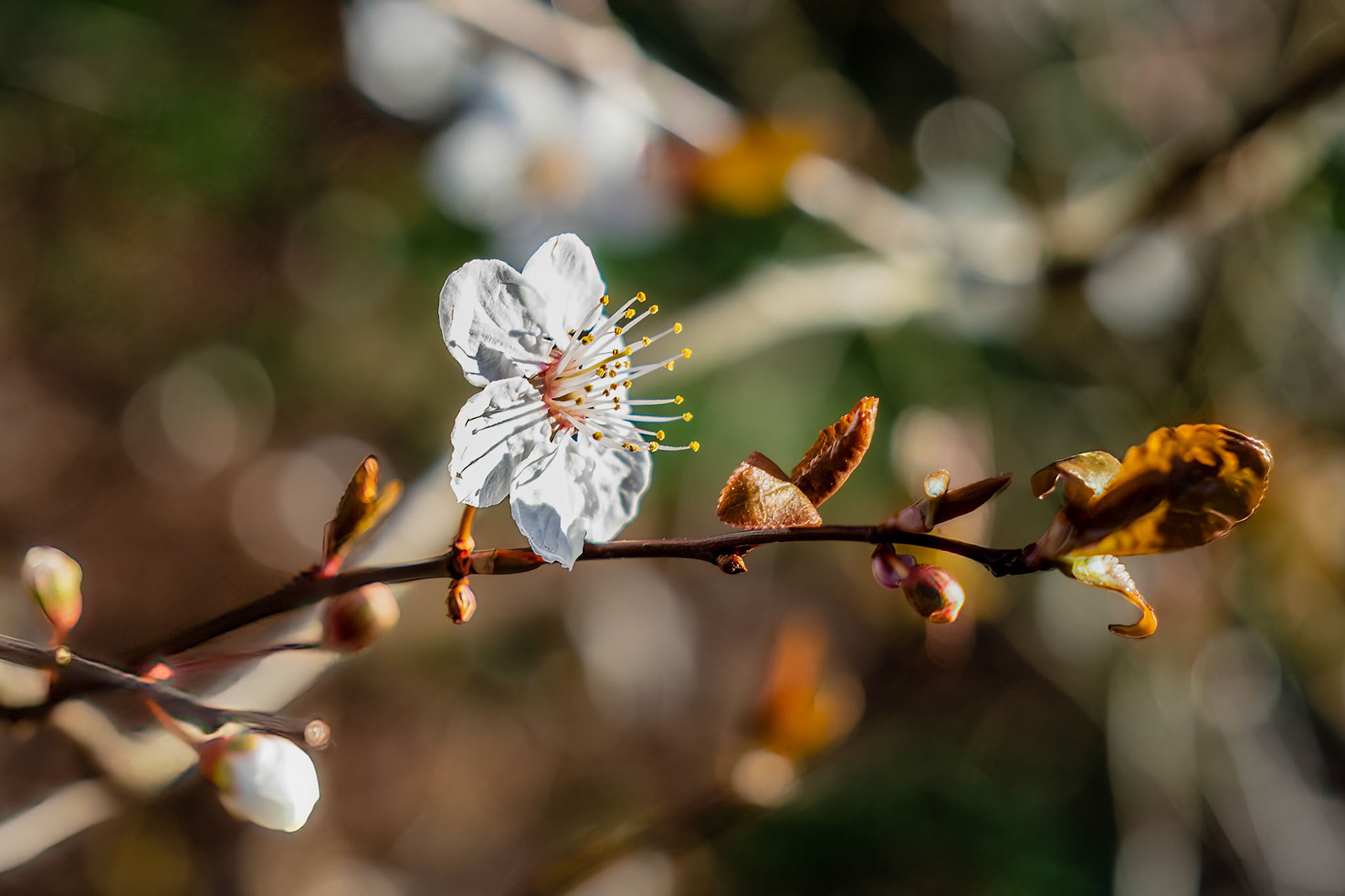 Cherry Plum Blossom: At the Wasington Park Arboretum in Seattle Washington.