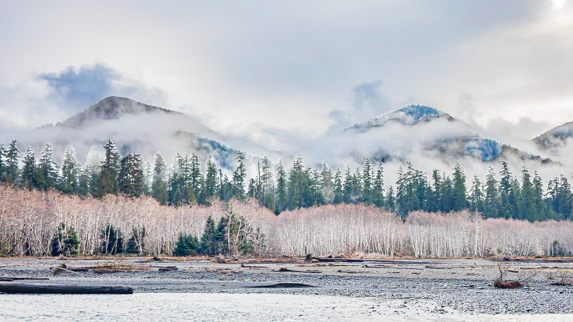 Hoh River Mist: The Hoh River flows past red alder and Sitka spruce forest in the  Hoh River Rainforest.