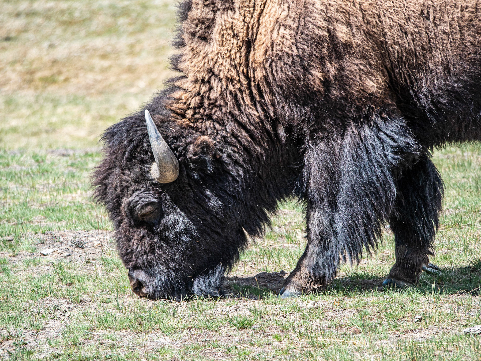 Bison Grazing: Bison grazing near the Madison River in Yellowstone National Park.
