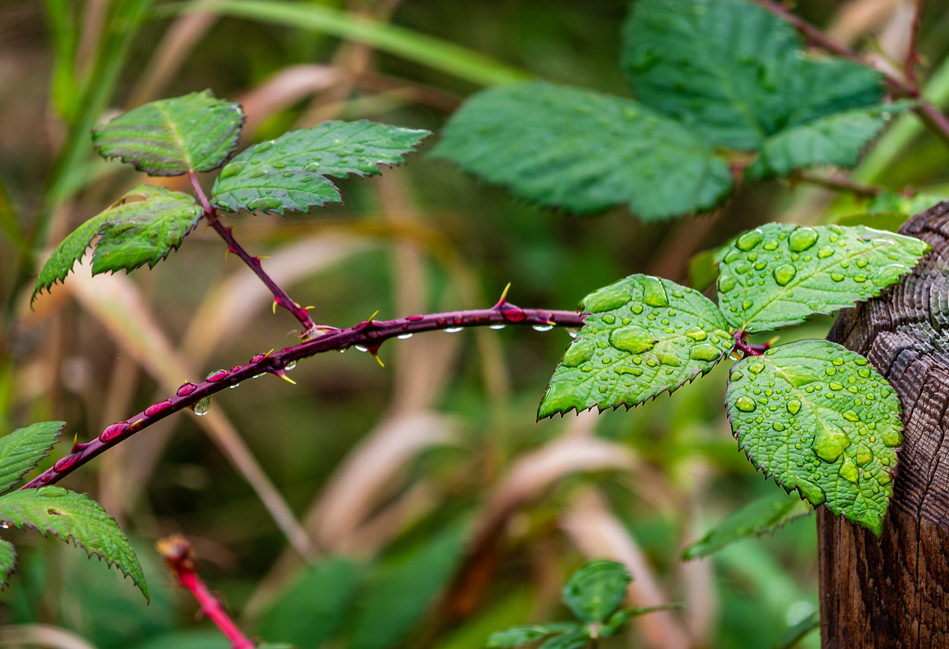 Blackberry in Fall: Rain drops roll off this blackberry shoot after a fall rain shower.