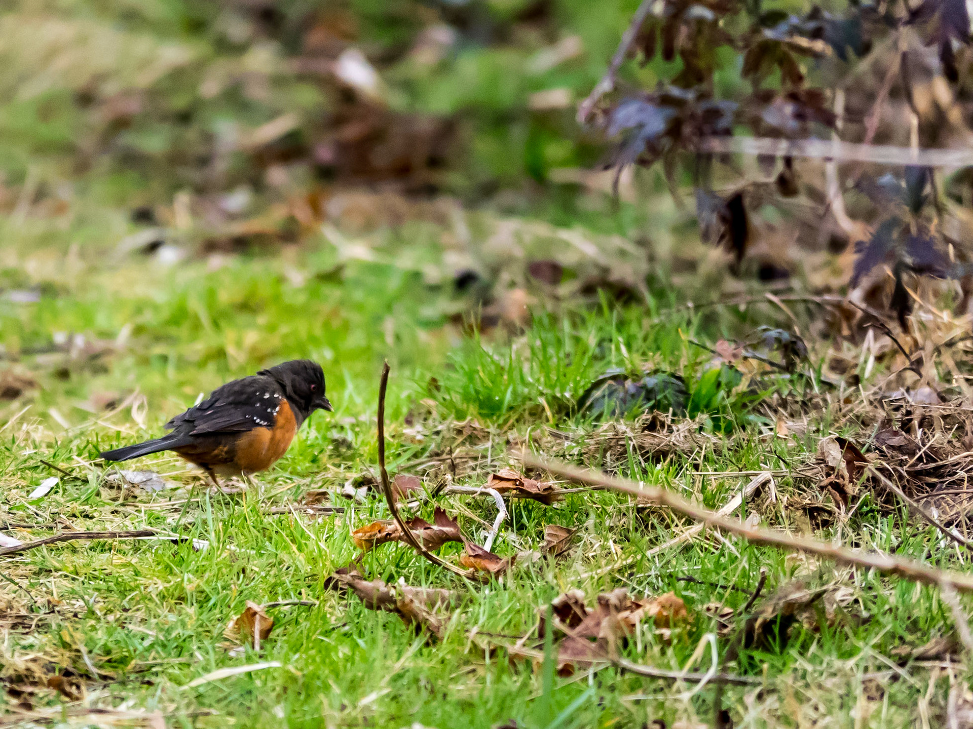 Spotted Towhee Foraging: At the Skagit River Wildlife Station
