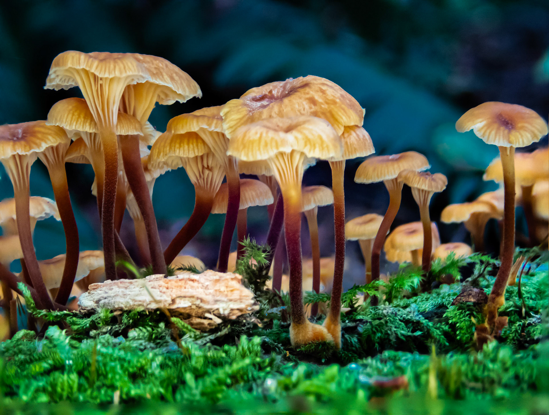 Pinewood Gingertail  Growing Tall: A colony of Pinewood Gingertail sprouting from a mossy log.   On my daily "walkabout" through a local forested area I couldn't resist these tiny (1 inch) mushrooms that glowed in some filtered afternoon sunlight.