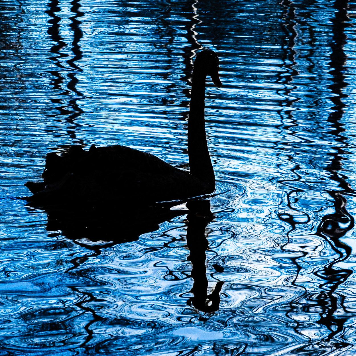 Black Swan Silhouette: At the Swan Lake Iris Gardens in Sumter South Carolina