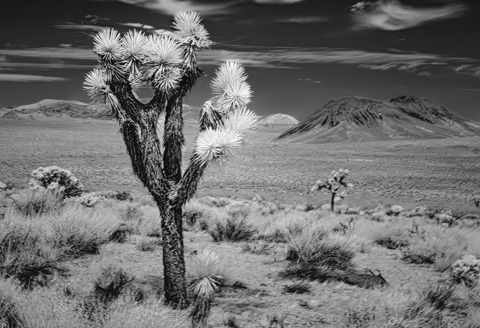 Desert  Volcano: This is a magnificant stop along the Geology Tour 4WD road in Joshua Tree National Park. A Joshua Tree  looks over the Queen Valley and the Malapai Hill .  The Malapai Hill is a relatively young volcano.  An infra-red (720nm) image converted to Black-and-White.