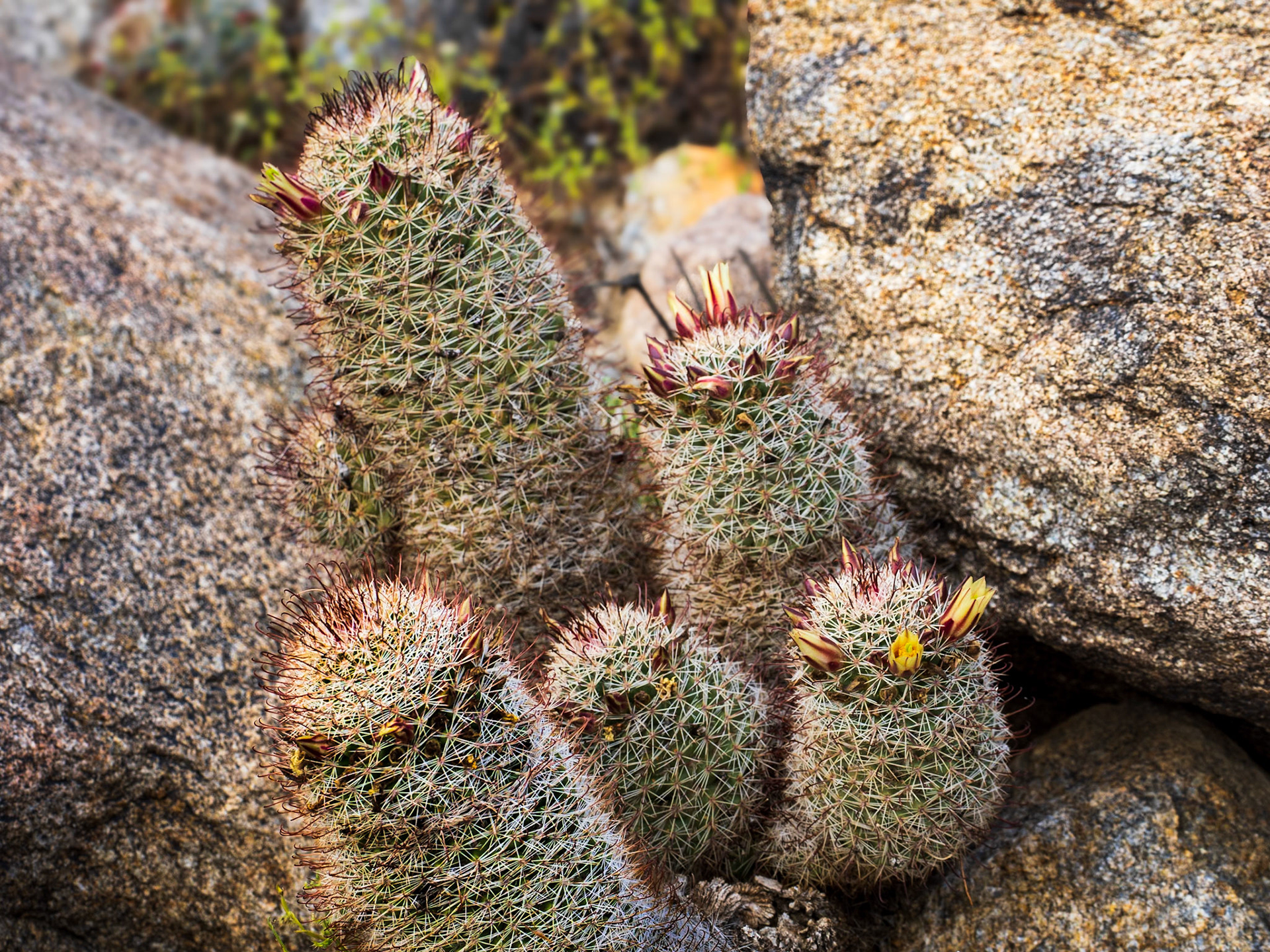 Fishhook Cactus: Yaqui Flats In the Anza-Borrego State Park.