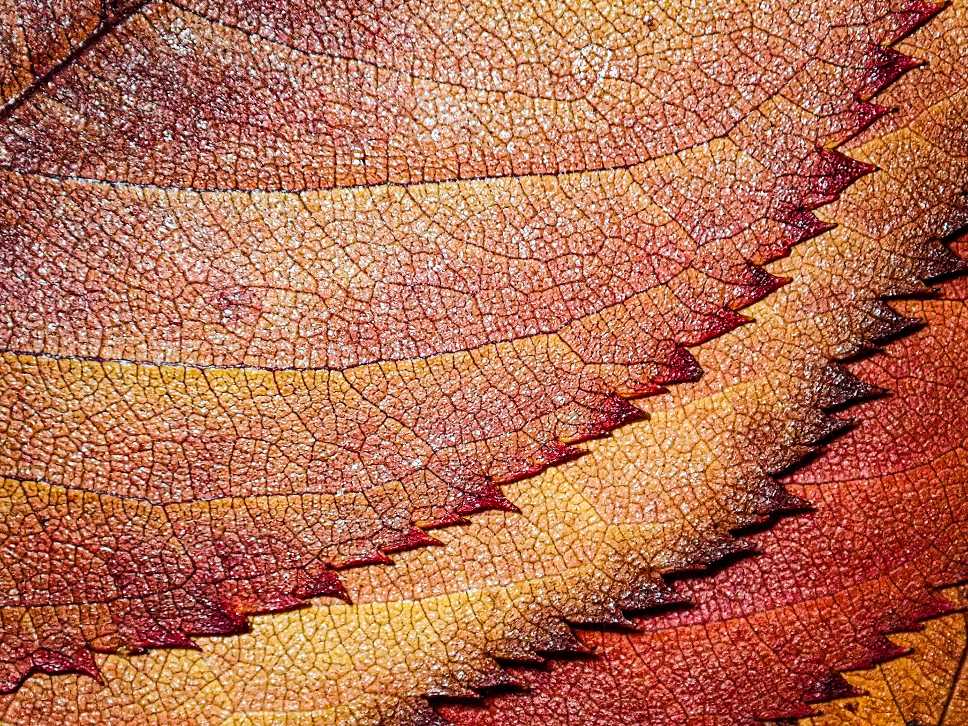 Beech Leaves: These dried beech leaves reveal detailed veins on a deep brown and gold canvas.