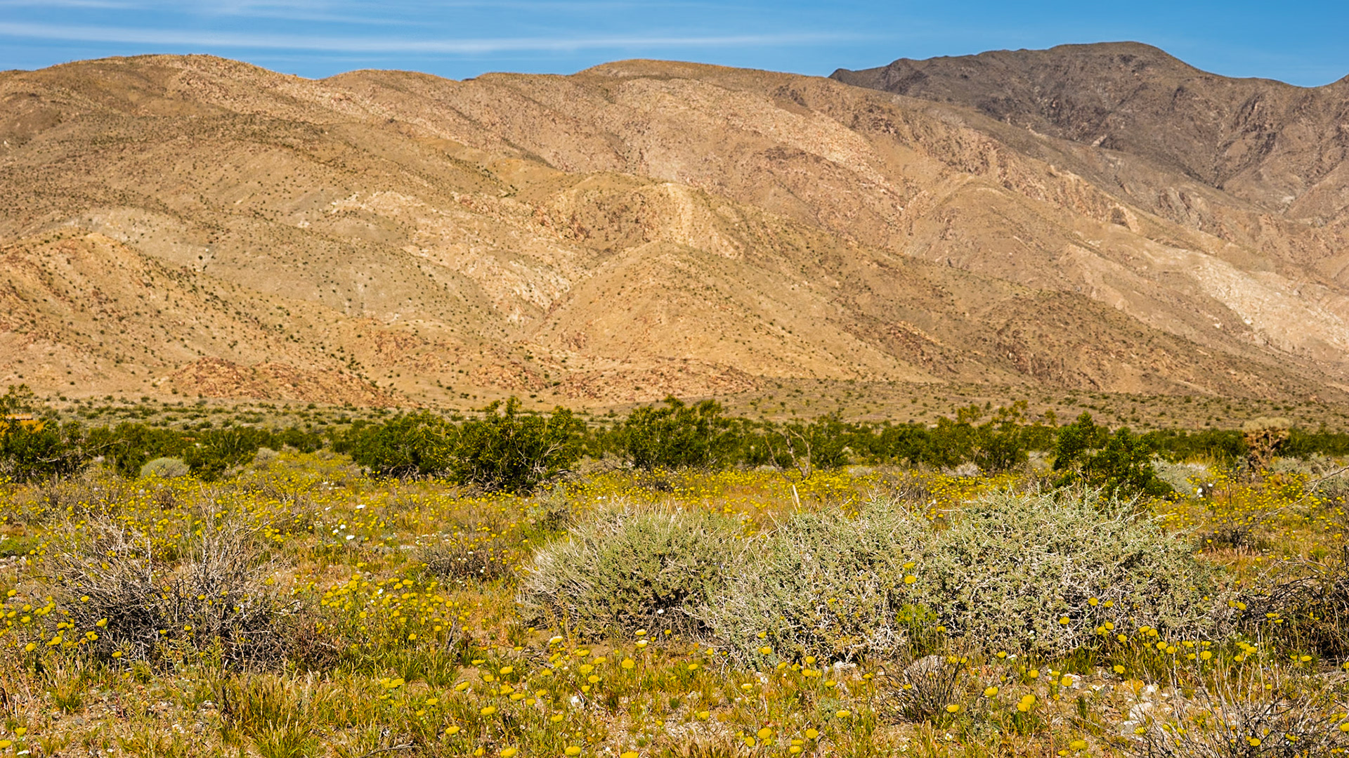 Green and Yellow Desert: Yellow flowers of desert dandelion amid the green and yellow of creostoe bush  and burrobushsprinkled across the Clark Valley and the slopes of the Santa Rosa Mountains in the Anza-Borrego Desert.