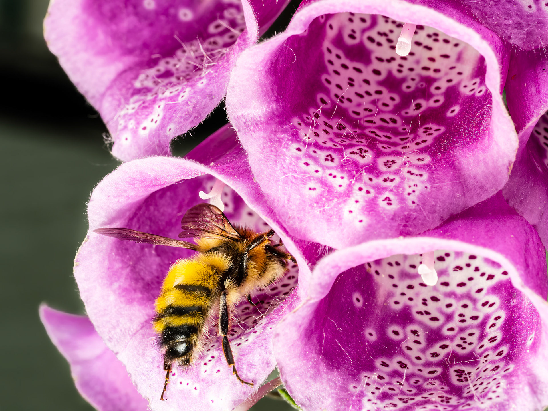 Bumblebee and Foxglove: A bumblebee explores the tubular blossoms of a foxglove plant on a late sping afternoon.