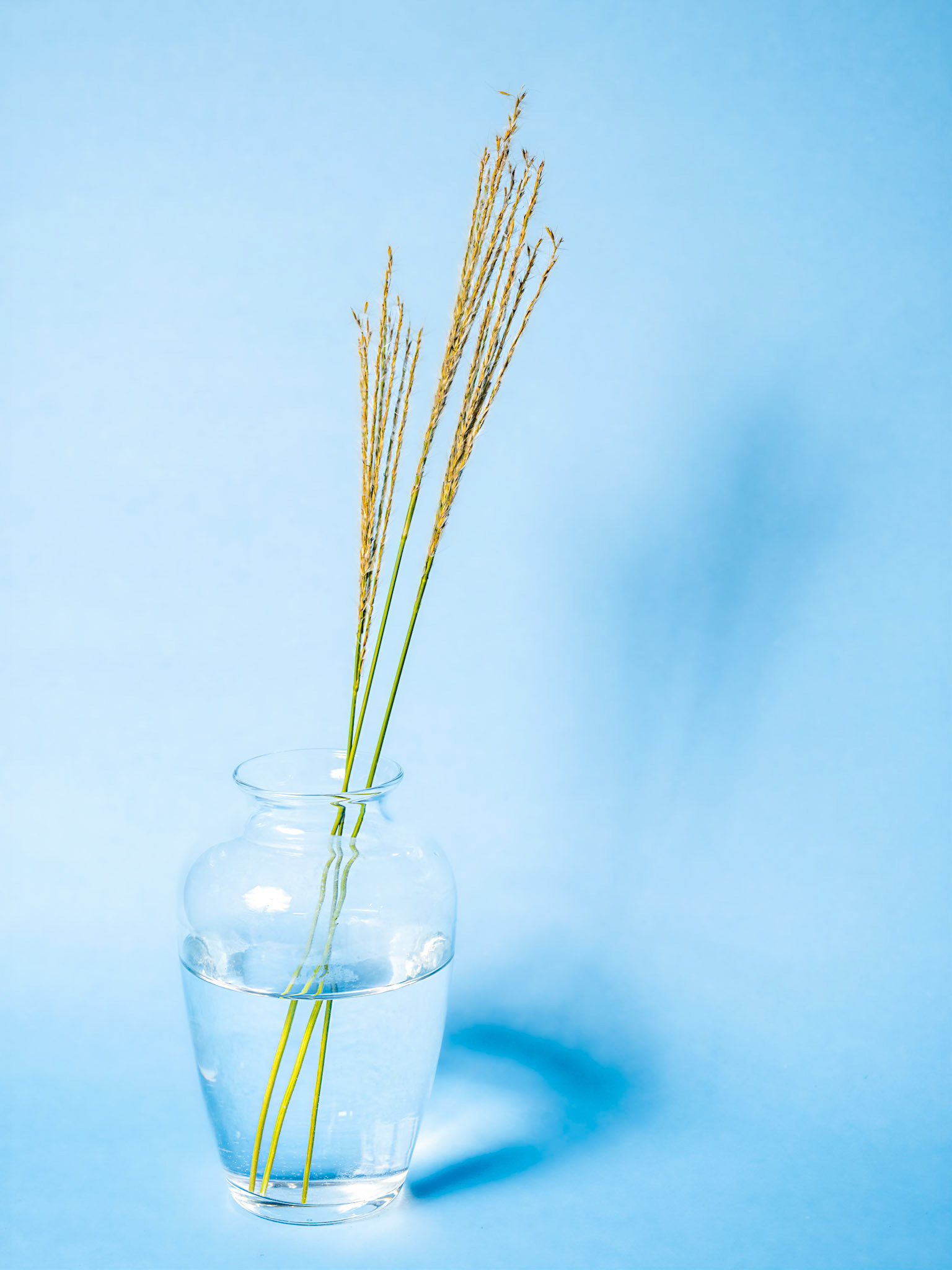 Fall Grasses: Fall grasses in still life.