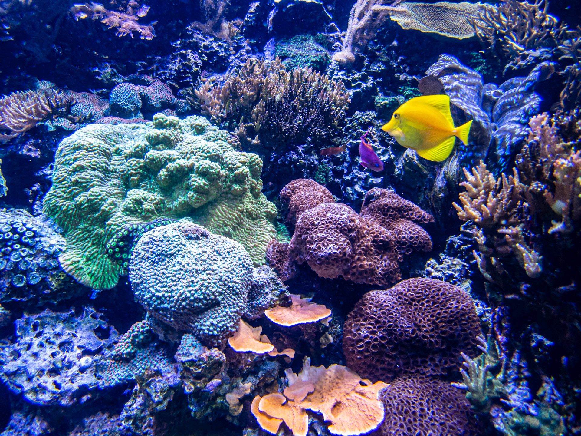 Coral and Yellow Tang: At the Seattle Aquarium