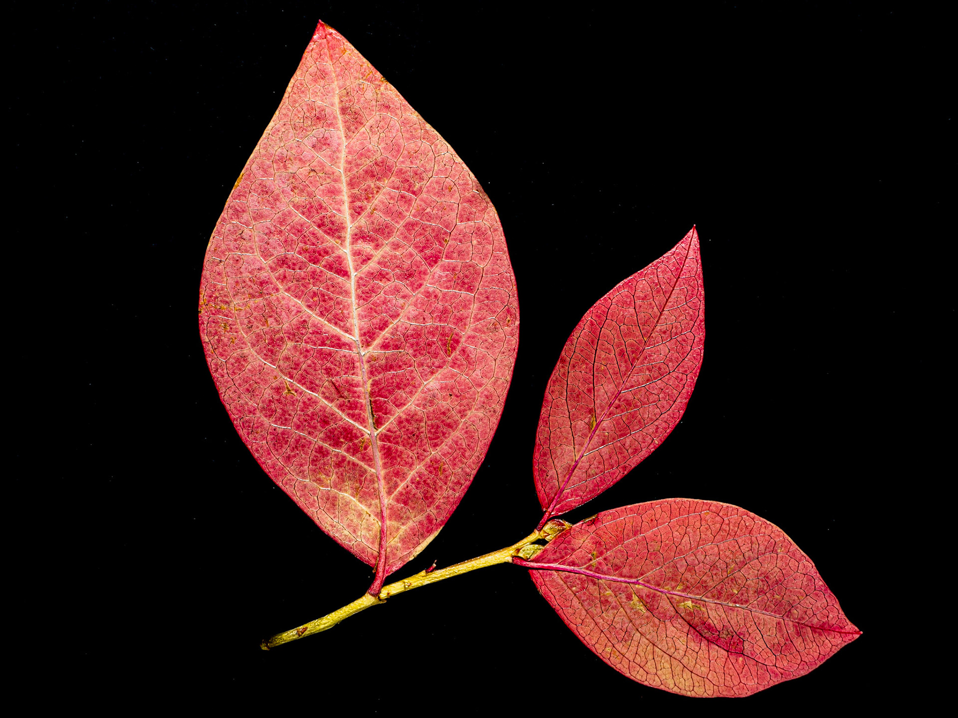 Blueberry Leaves in Autumn - Black Background: Blueberry leaves turn red when the weather cools in Autumn.