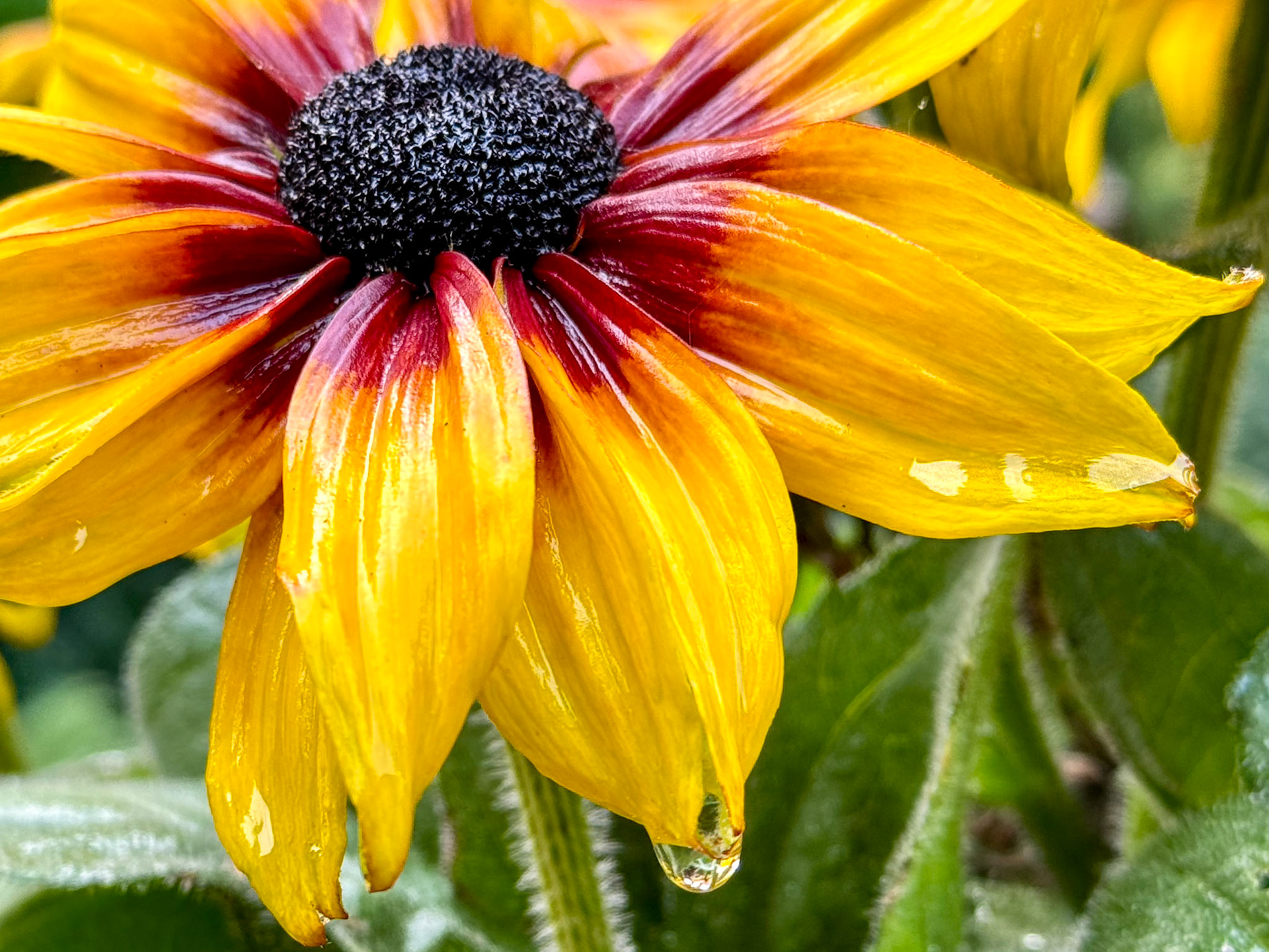 Tears of the Fall: This Black-eyed Susan was soaked and seemed to be shedding a tear as it was declining with the advent of cool, wet fall weather.