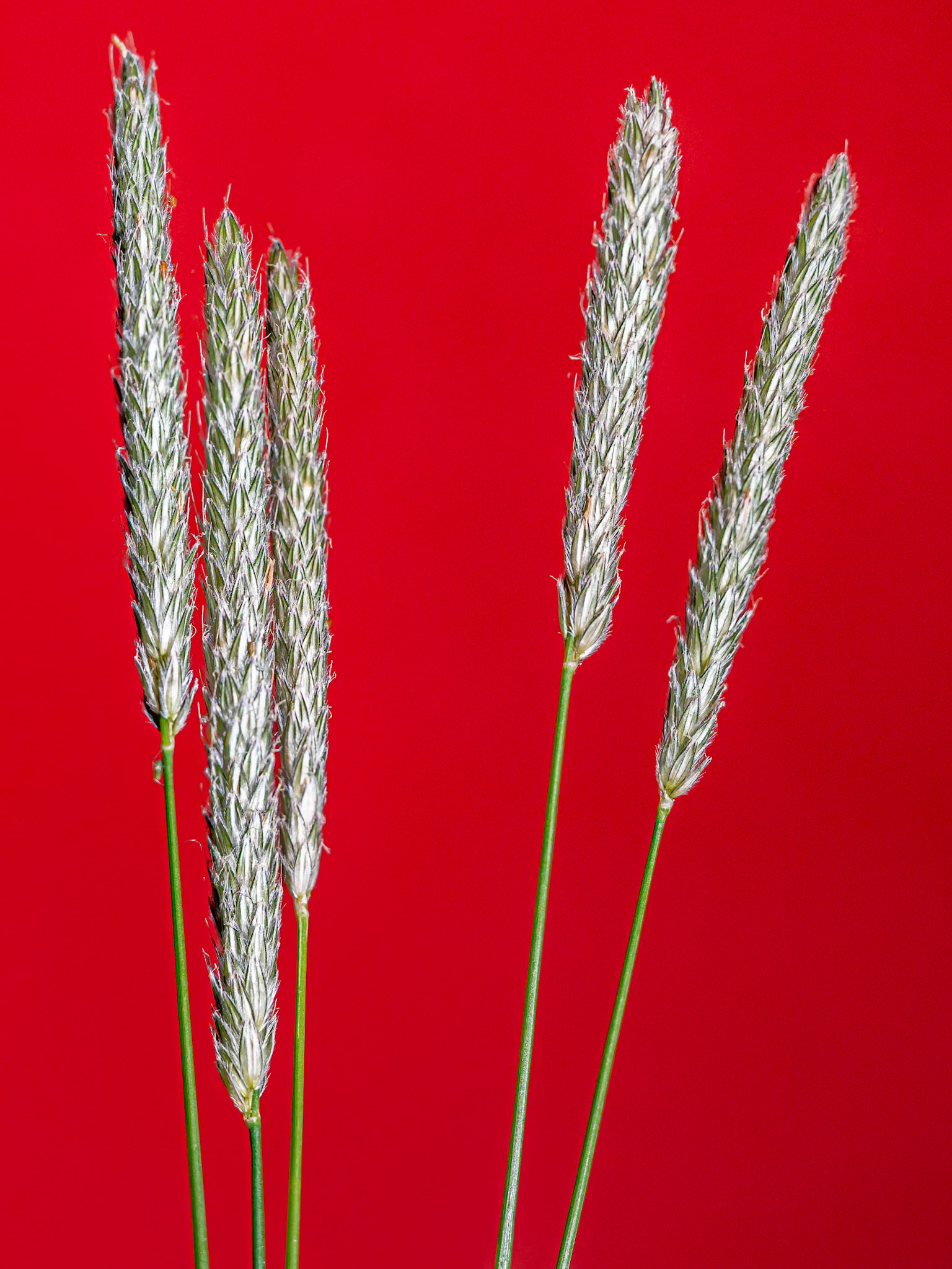 Timothy Grass - Red Background: Spring Timothy Grass illuminated with a Manfrotto LED  against a red poster-board sweep and  using a small black v-slat to mute reflected side lighting.