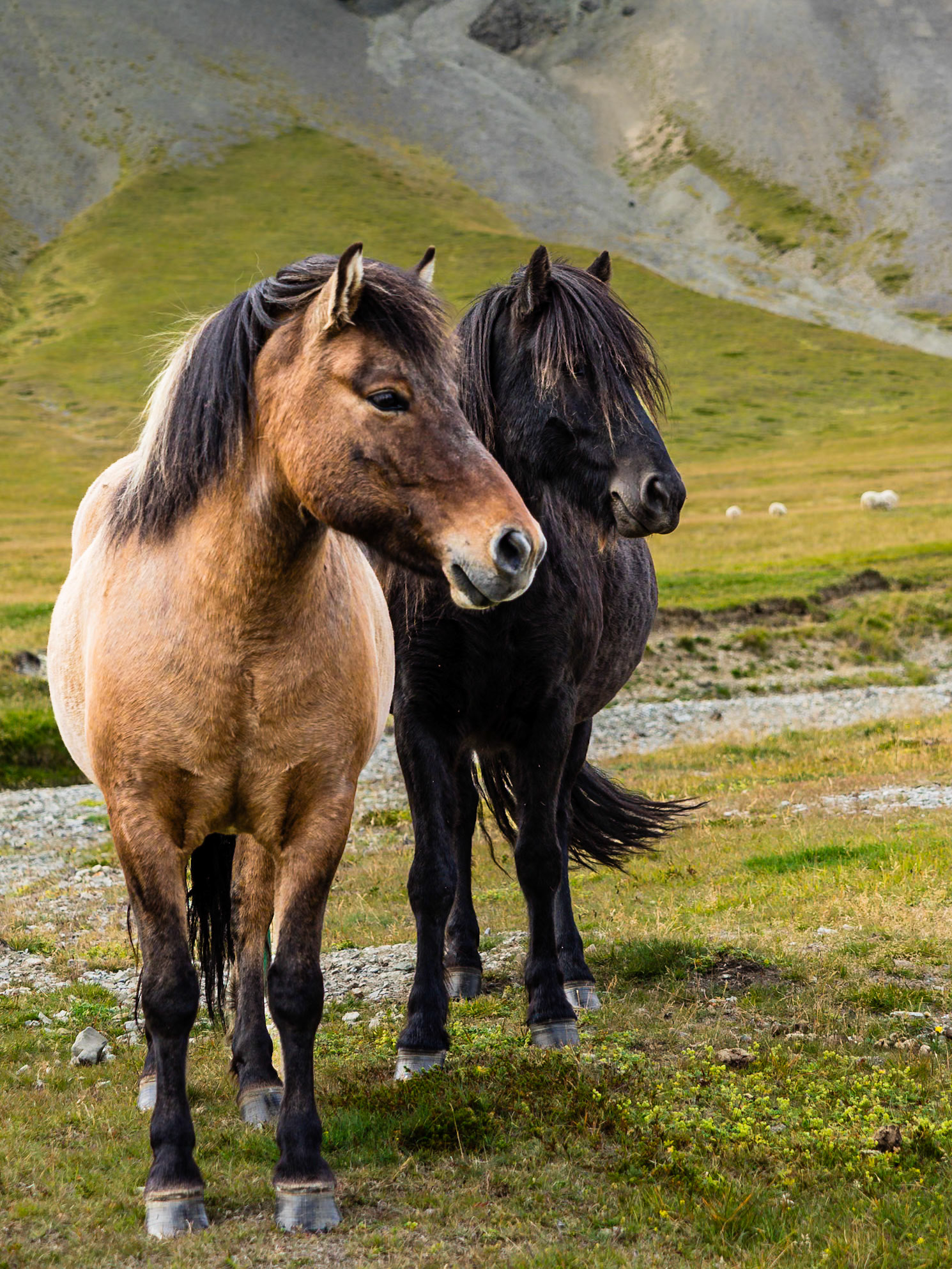 Snaefellsnes Peninsula -  Icelandic Horses: If there is a national sport in Iceland this is it.  Icelandic horses are everywhere.  They have been a part of the culture since he settlement era and continue to be pampered pets and working animals.
