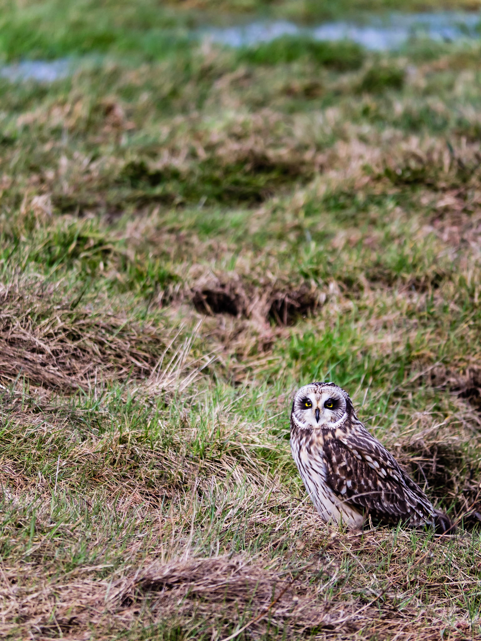 Short-eared Owl In Hunting Habitat: At the Legue Island Wildlife Area, Skagit River WA