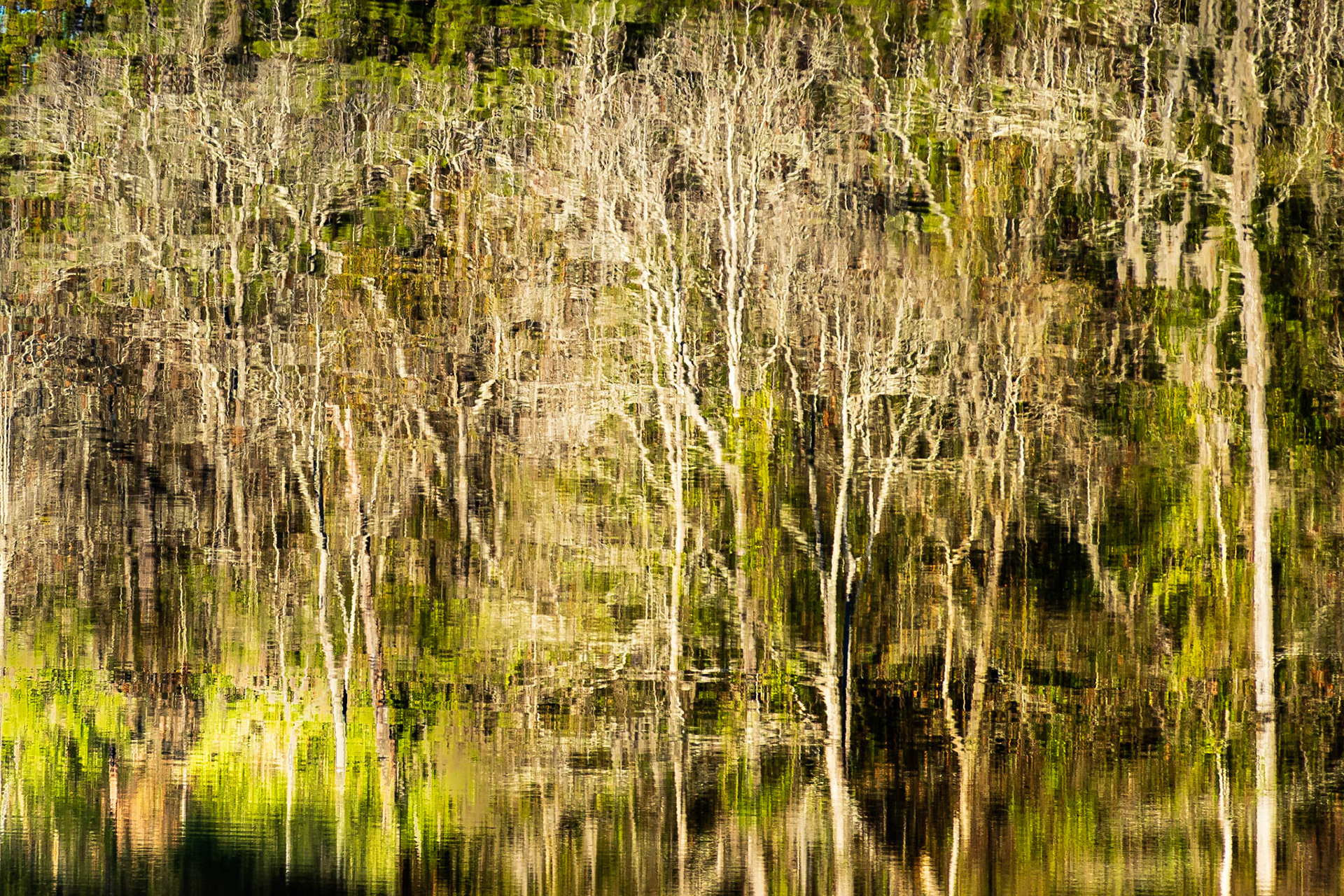 Trees, Pond and Sky: At Poinsett State Park South Carolina