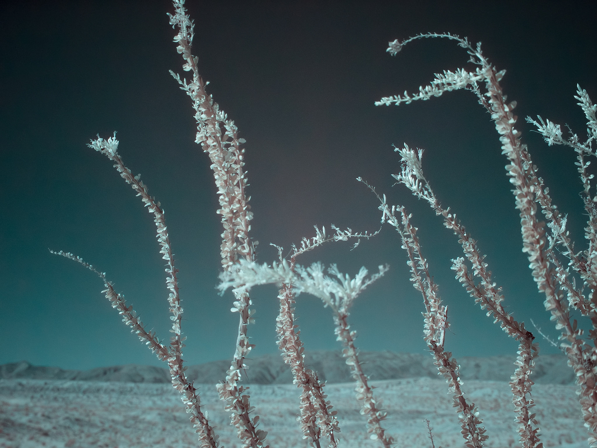 Ocotillo Blooms - IRFC: Ocotillo blooms along the Thimble Trail in Anza-Borrego Desert State Park.  Infrared false color image taken through a 720 nm filterr.