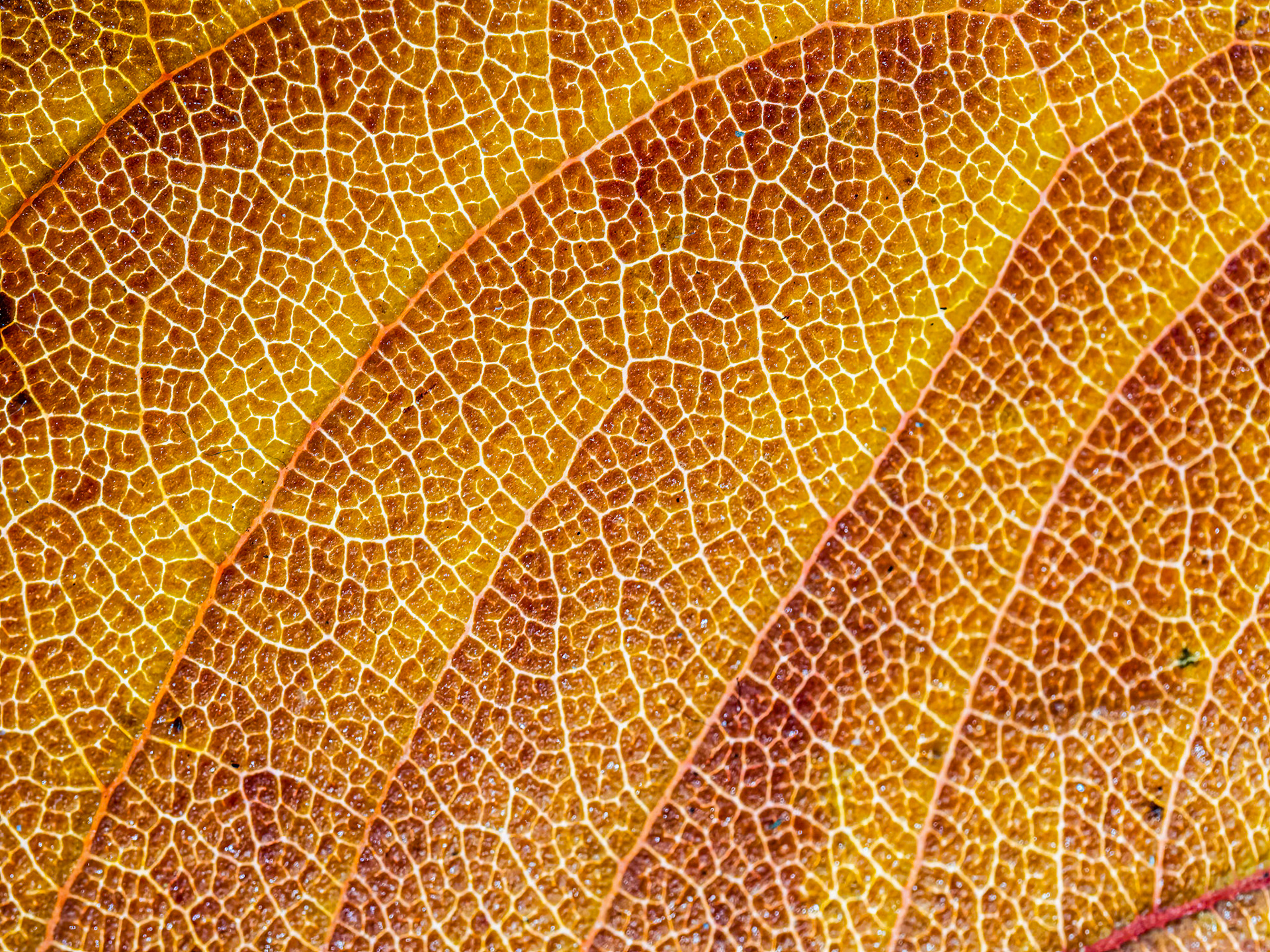 Nature's Architecture - Beech Leaf: A complex pattern of interconnected veins on a dried beech leaf.