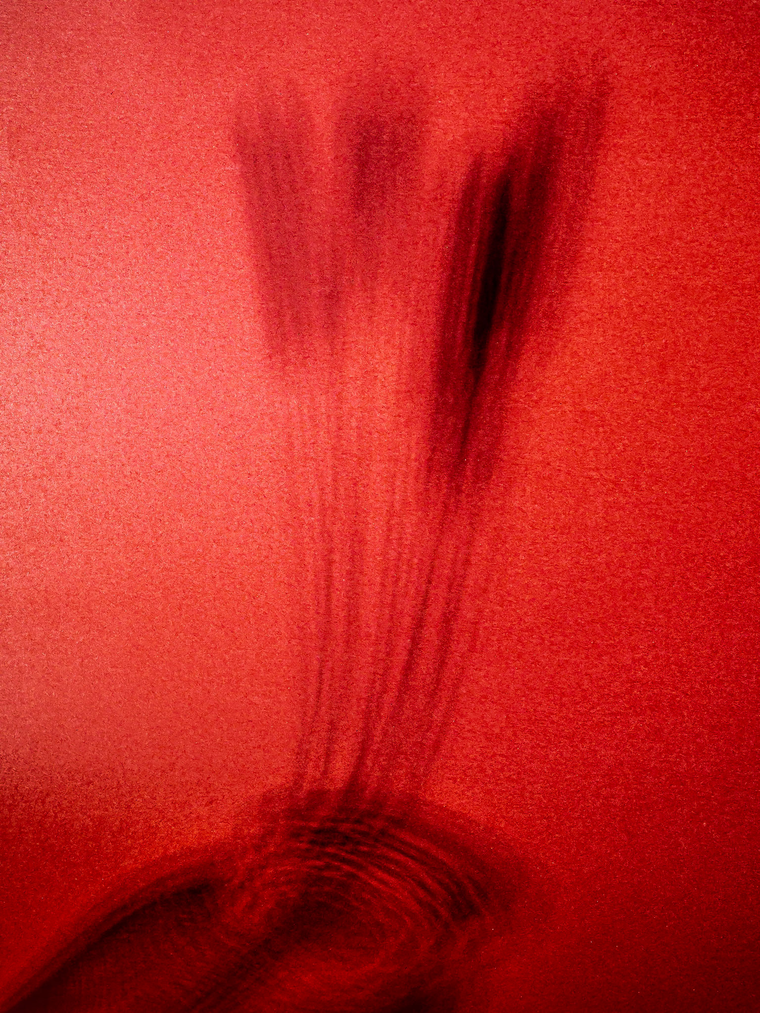 Timothy Grass - Silhouette on Red: Spring Timothy Grass silhouetted with a Manfrotto LED  onto a red poster-board sweep..