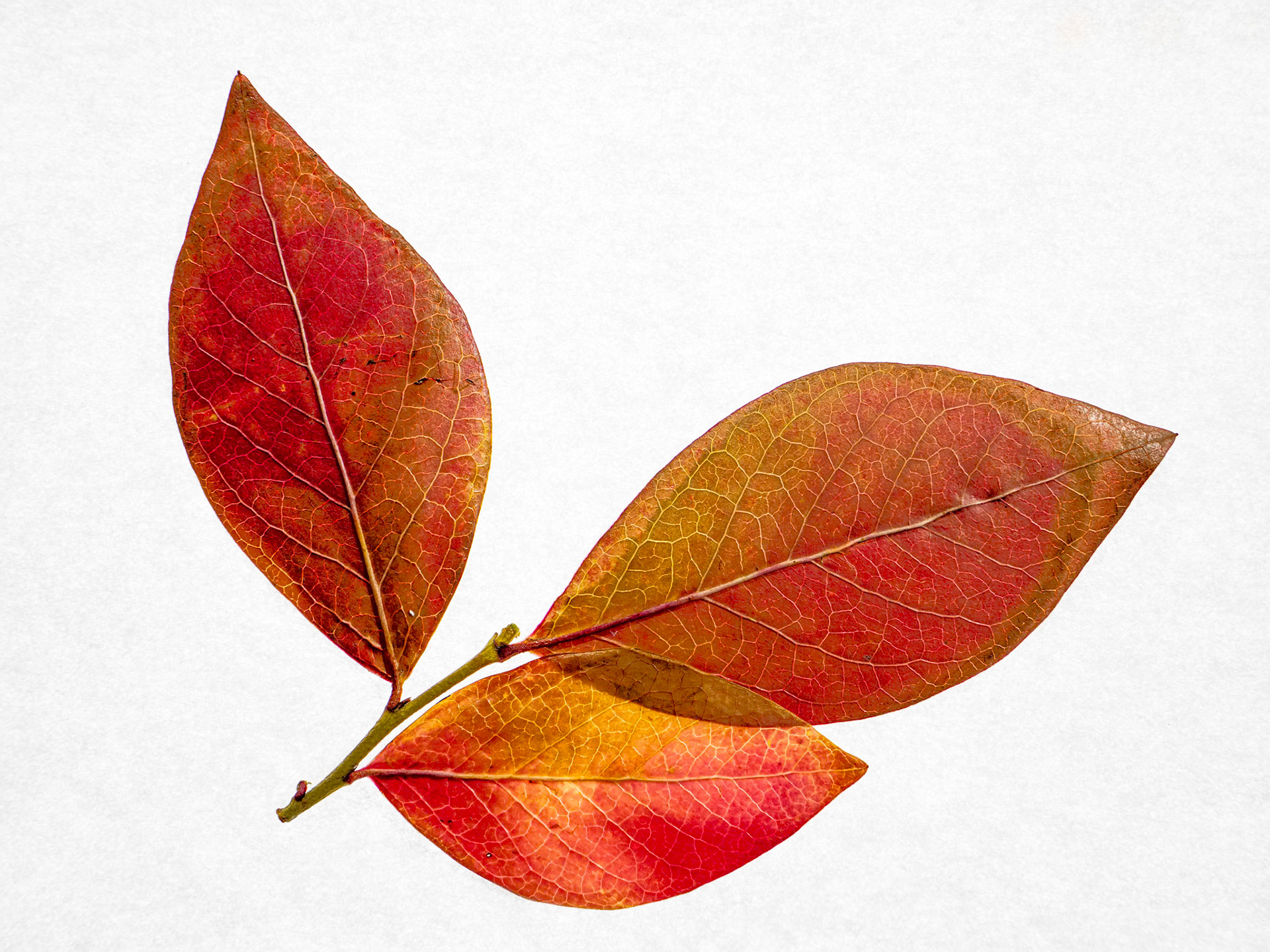 Blueberry Leaf in Fall: Blueberry leaves turn red when the weather cools in the Fall.