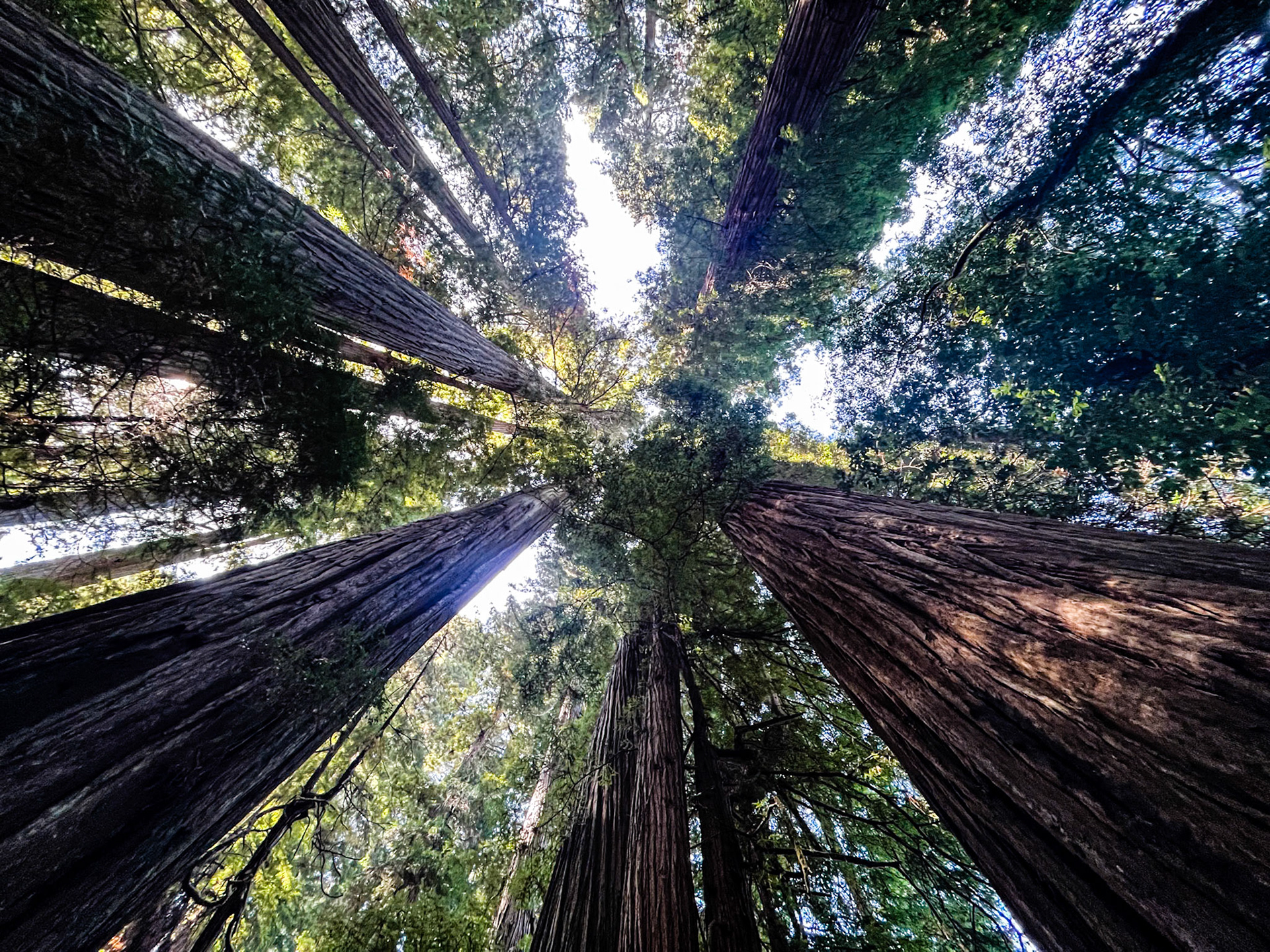 Redwoods Canopy Growing Tall: In Jedediah Smith State Park