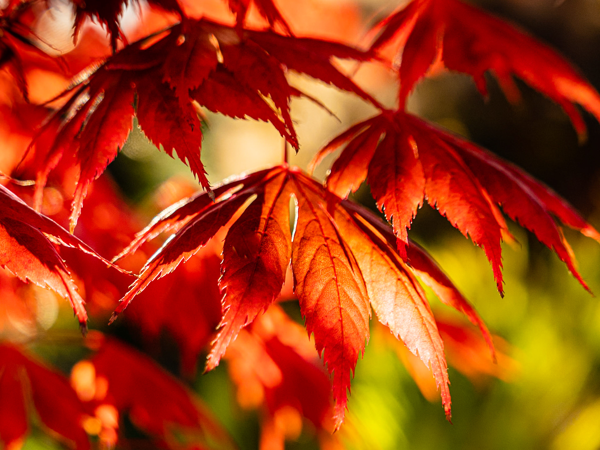 Red Leaf Maple: In Redmond Washington