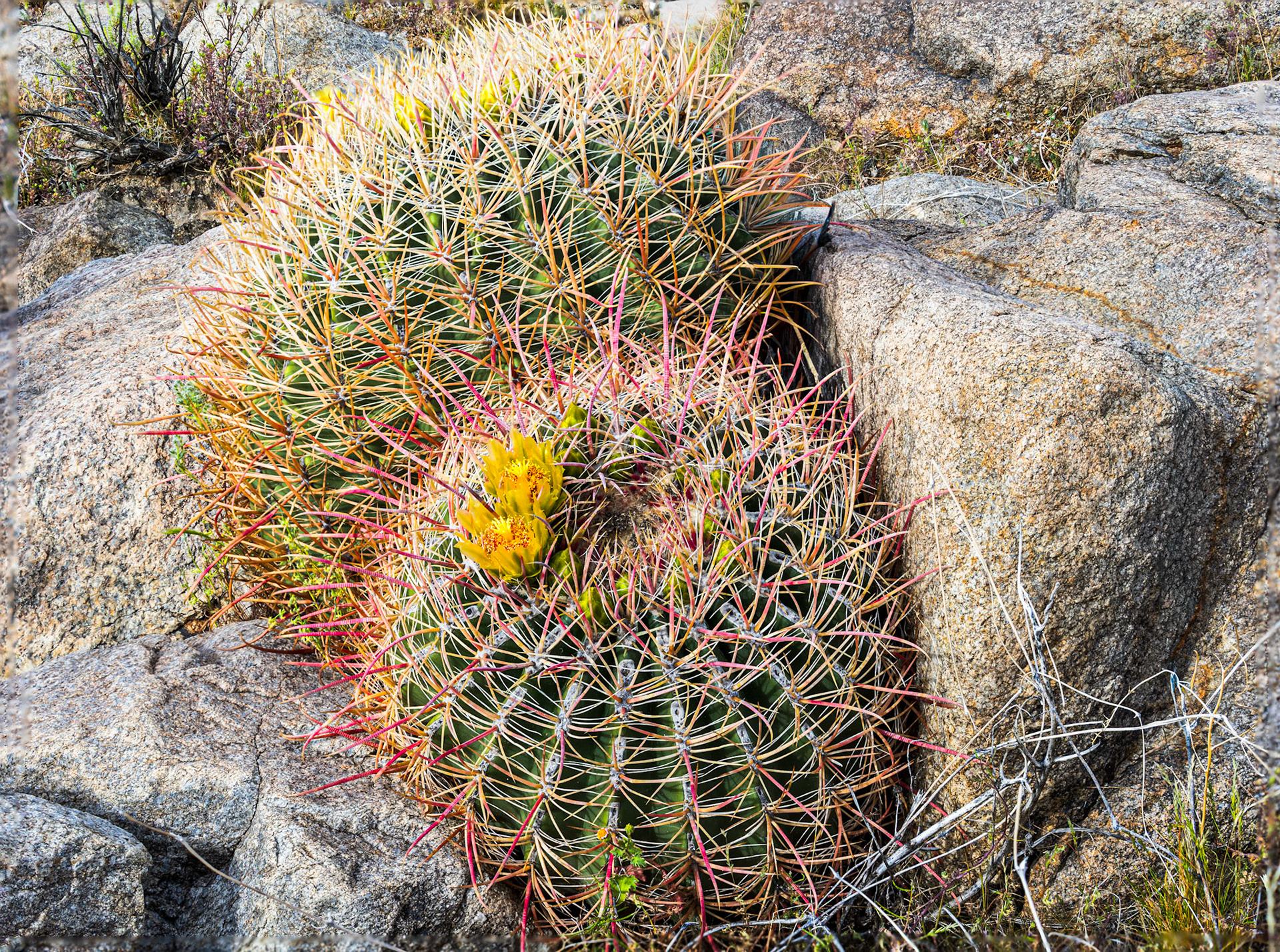 Barrel cactus on the Rocks: Barrel cactus emergng from boulders on Yaqui Flats, Anza-Borrego Desert State Park,