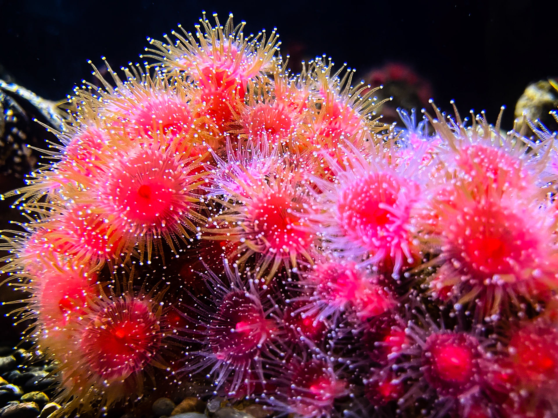 Strawberry Anemone: Corynactis californica at the Marine Science Center in Newport Oregon.