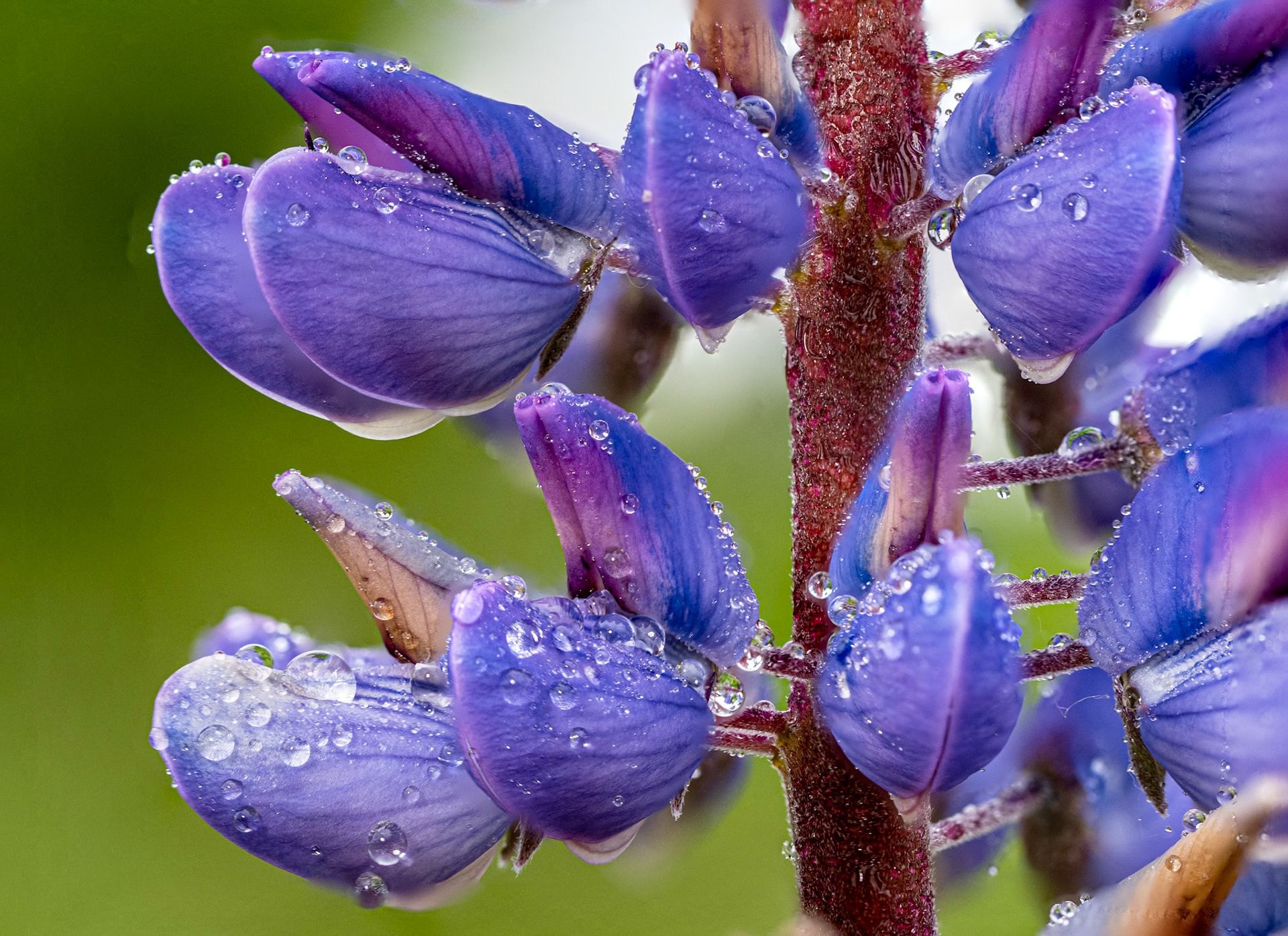 Dew on Lupine: Close-up of lupine blooms and dew at Redmond Washington's Marymoor Park.
