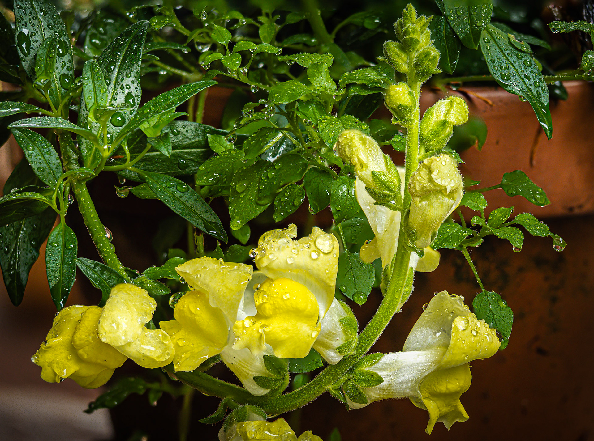 November Rain on a Yellow Snapdragon: The snapdragon (Antirrhinum majus) is a tough,  prolific and long-floweirng bloomer.  Snapdragon's flowers are ecologically selective, allowing only heavier pollinators like bumblebees access to its nectar.  Historically, snapdragons were wrapped in myth where witches used the blooms in enchanting rites; the yellow blooms symbolizing friendship and goodluck.