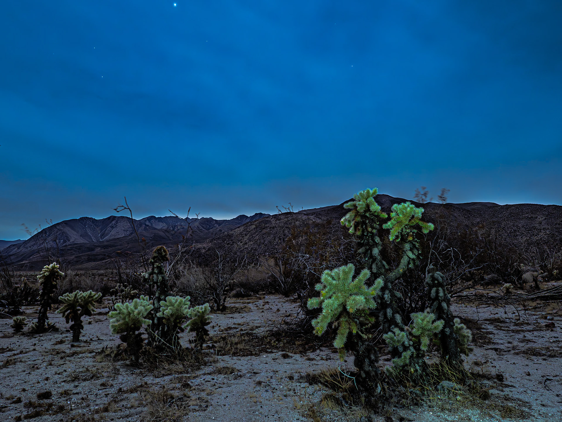 Cholla Moonlight: Light from a near full moon filters through cloudy skys  with stars peeking out over Cholla cactus in Coyote Canyon.