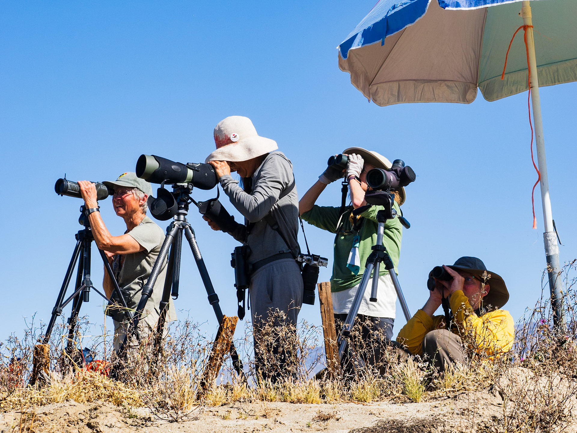 Hawk Watchers: The Hawkwatch is an annual event in Borrego Springs.  Volunteers gather in late February and early March to document the northern migration of the Swainson's hawk originating in the grasslands of Argentina enroute to breeding ground in the western U.S. and Canada.