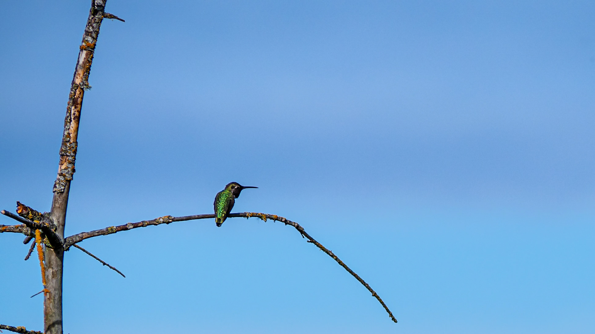 Anna's Hummingbird: Marymoor Park in Redmond WA