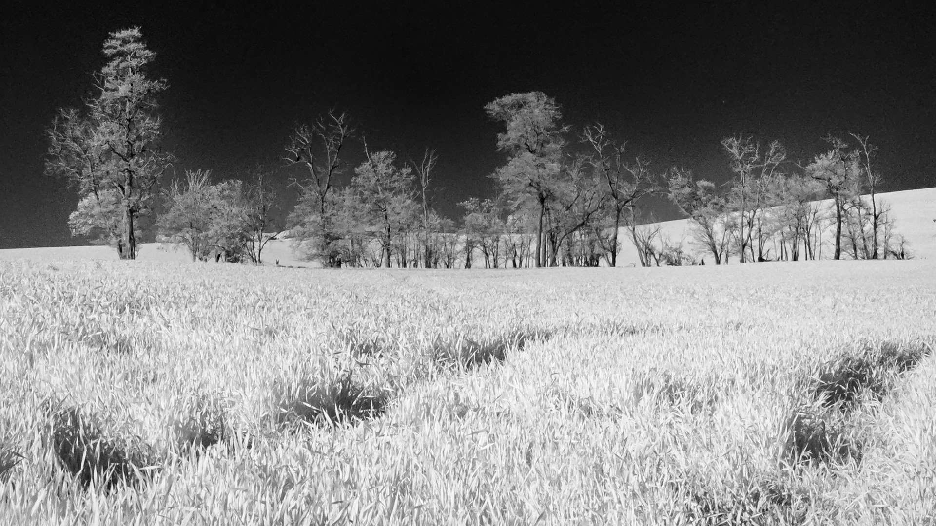 Wheat and Trees: A copse of black alder grows in a wheat field in the Mill Creek plain just west of the Blue Mountains
