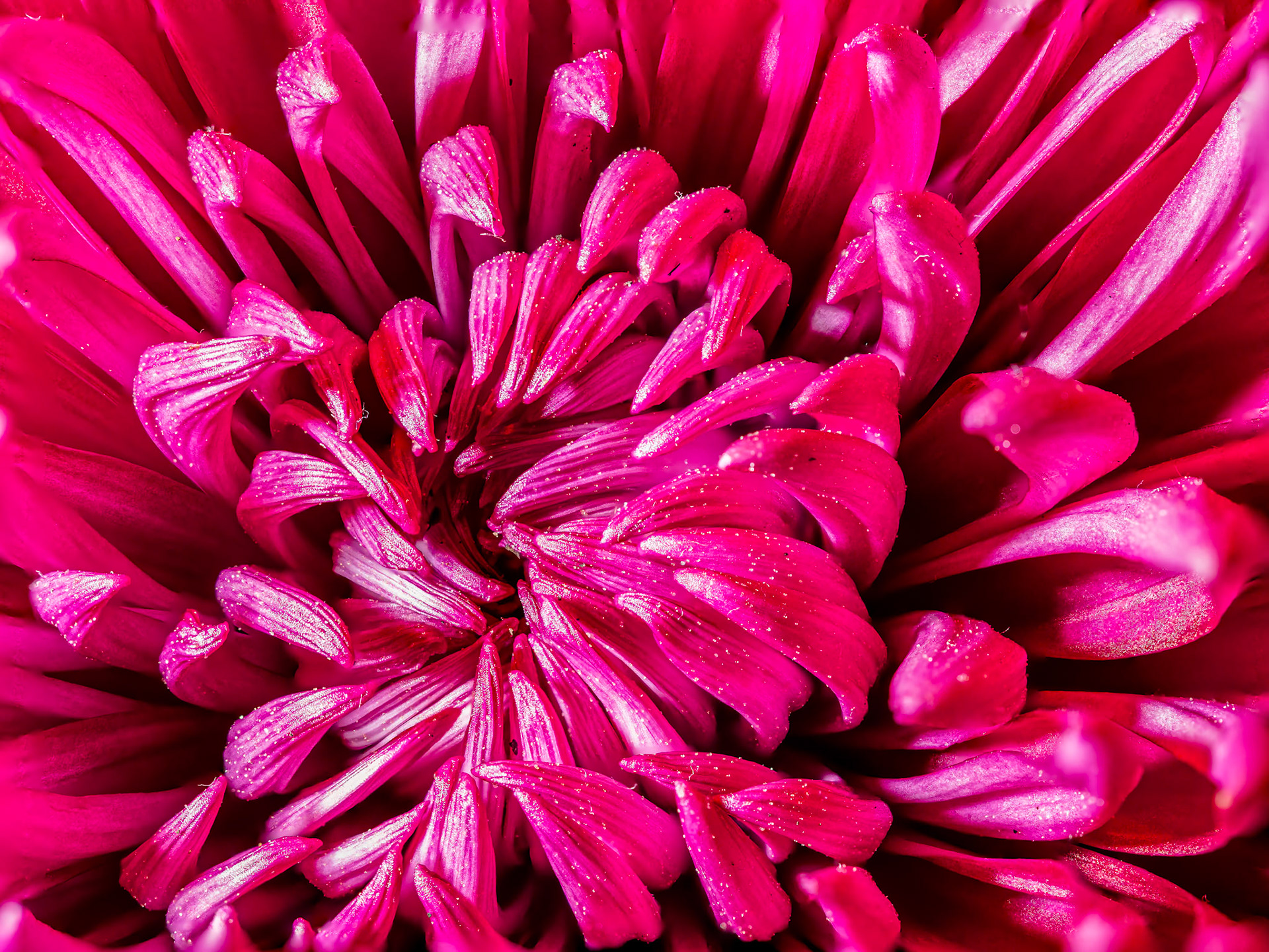 Chrysanthemum: Ready to open.